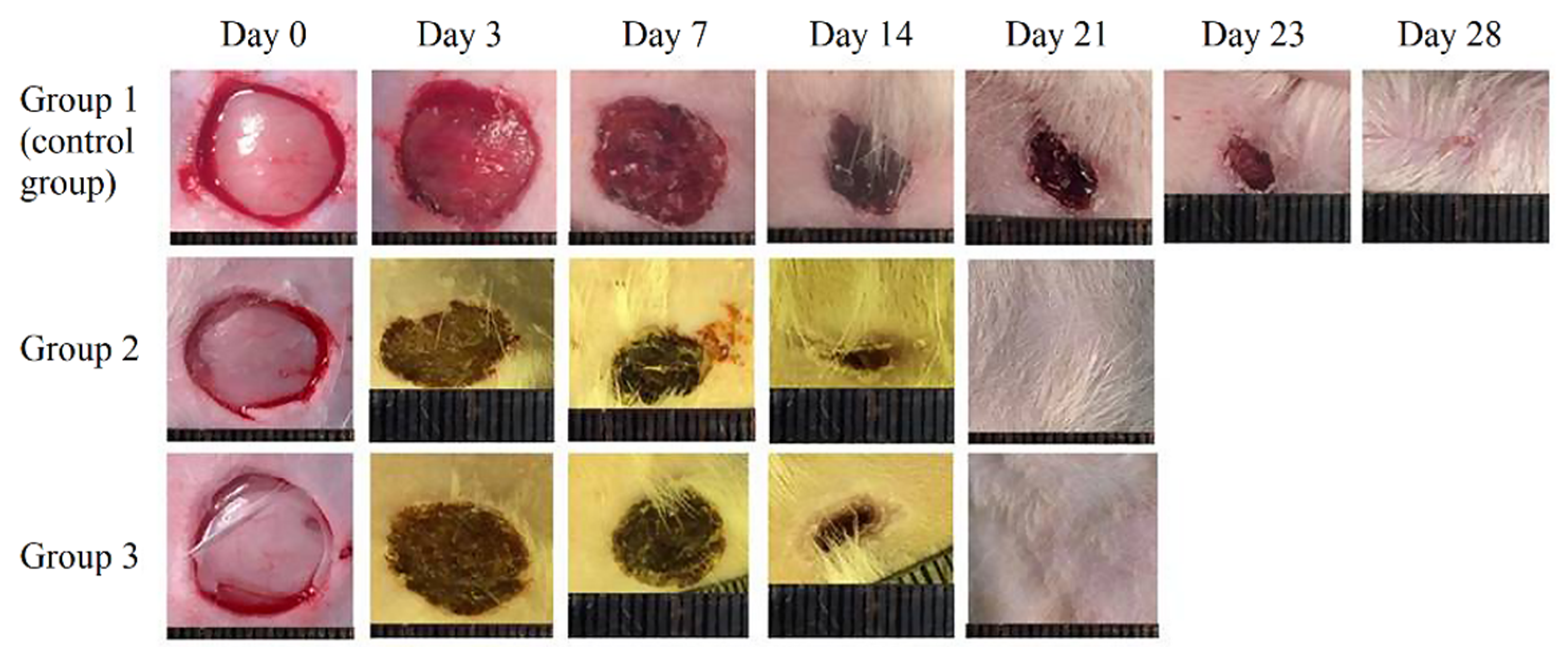 Pharmaceutics 13 01704 g004 Pharmaceutics 13 01704 g004