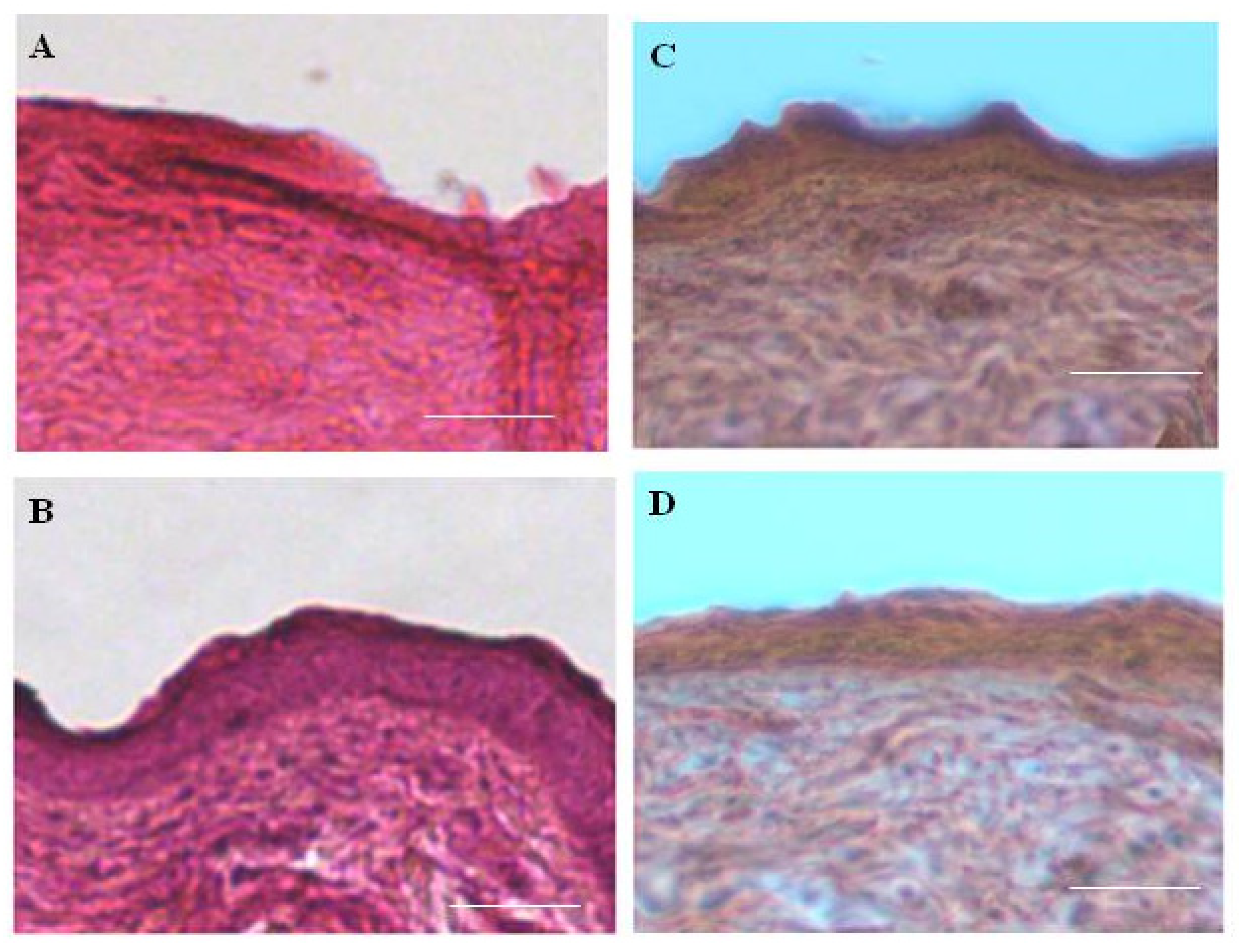 Pharmaceutics 13 01704 g006 Pharmaceutics 13 01704 g006