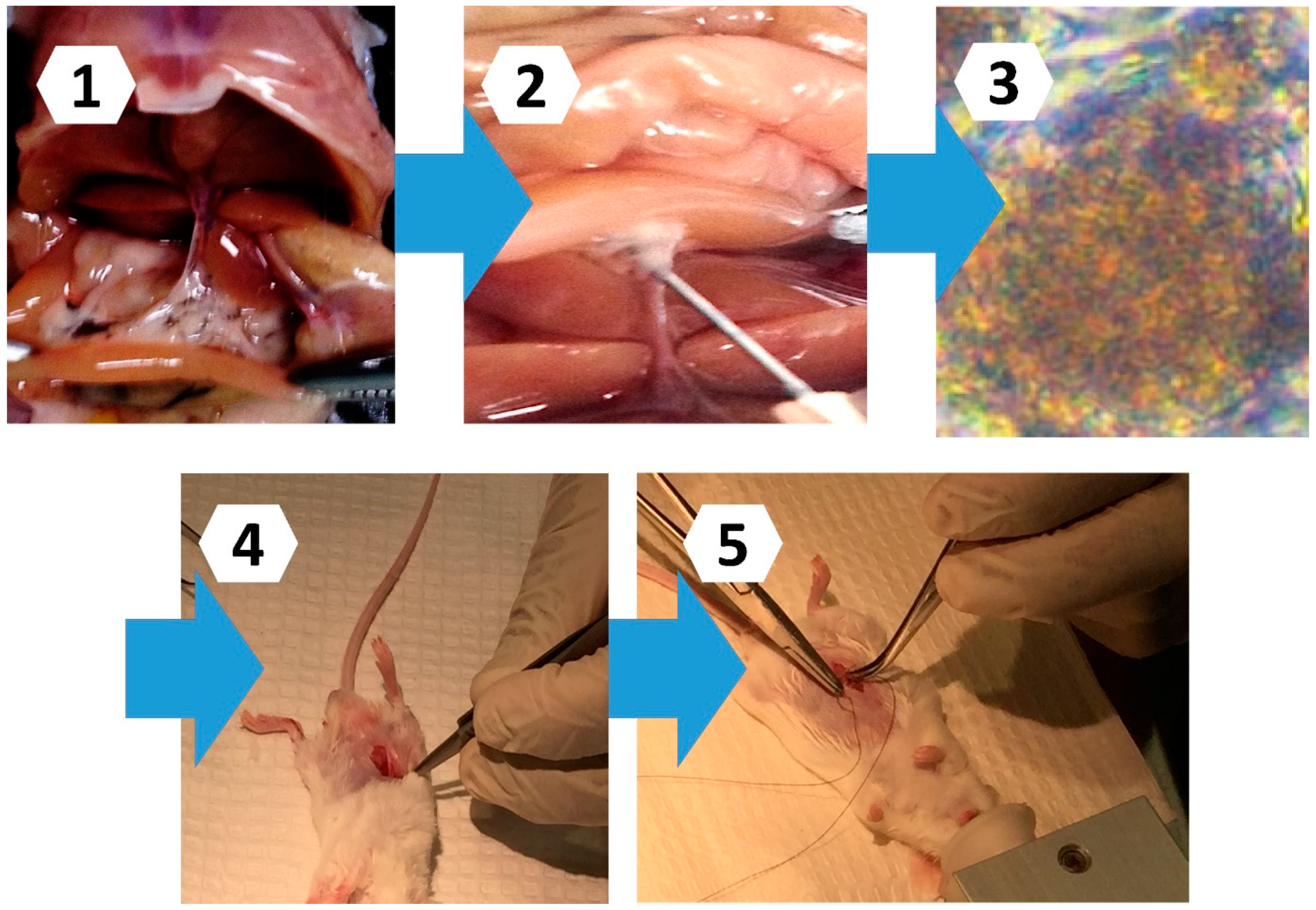 Pharmaceutics 13 01713 g002