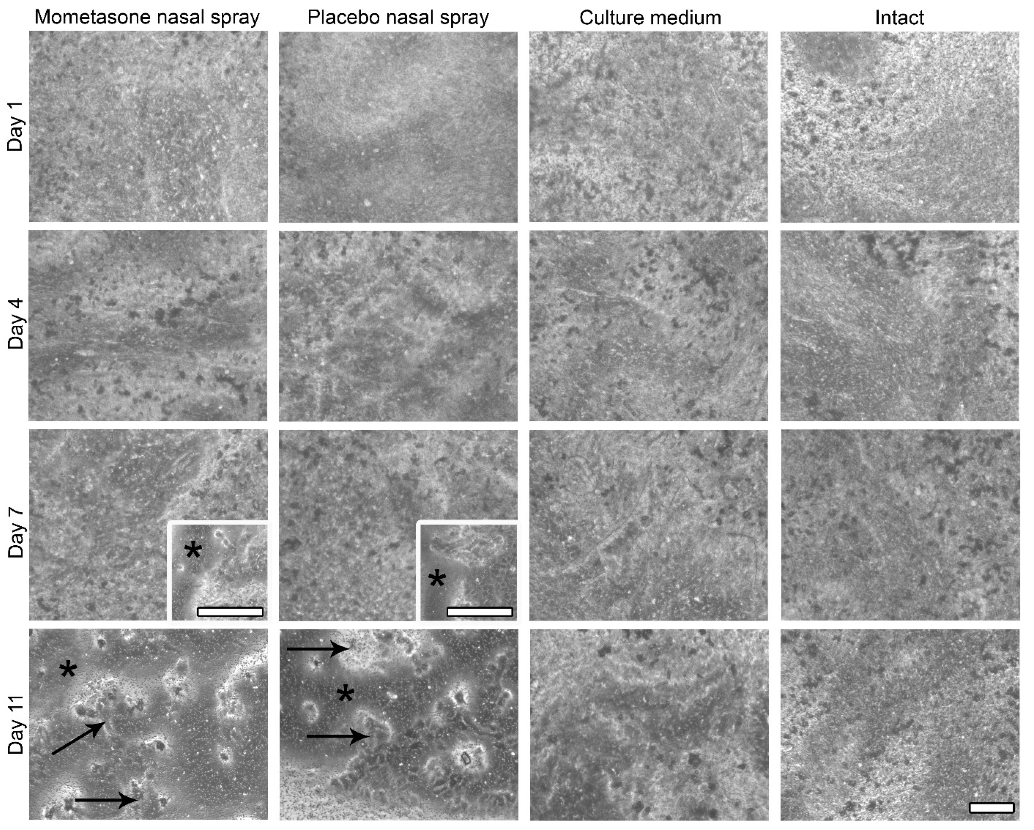 Pharmaceutics 13 01750 g003