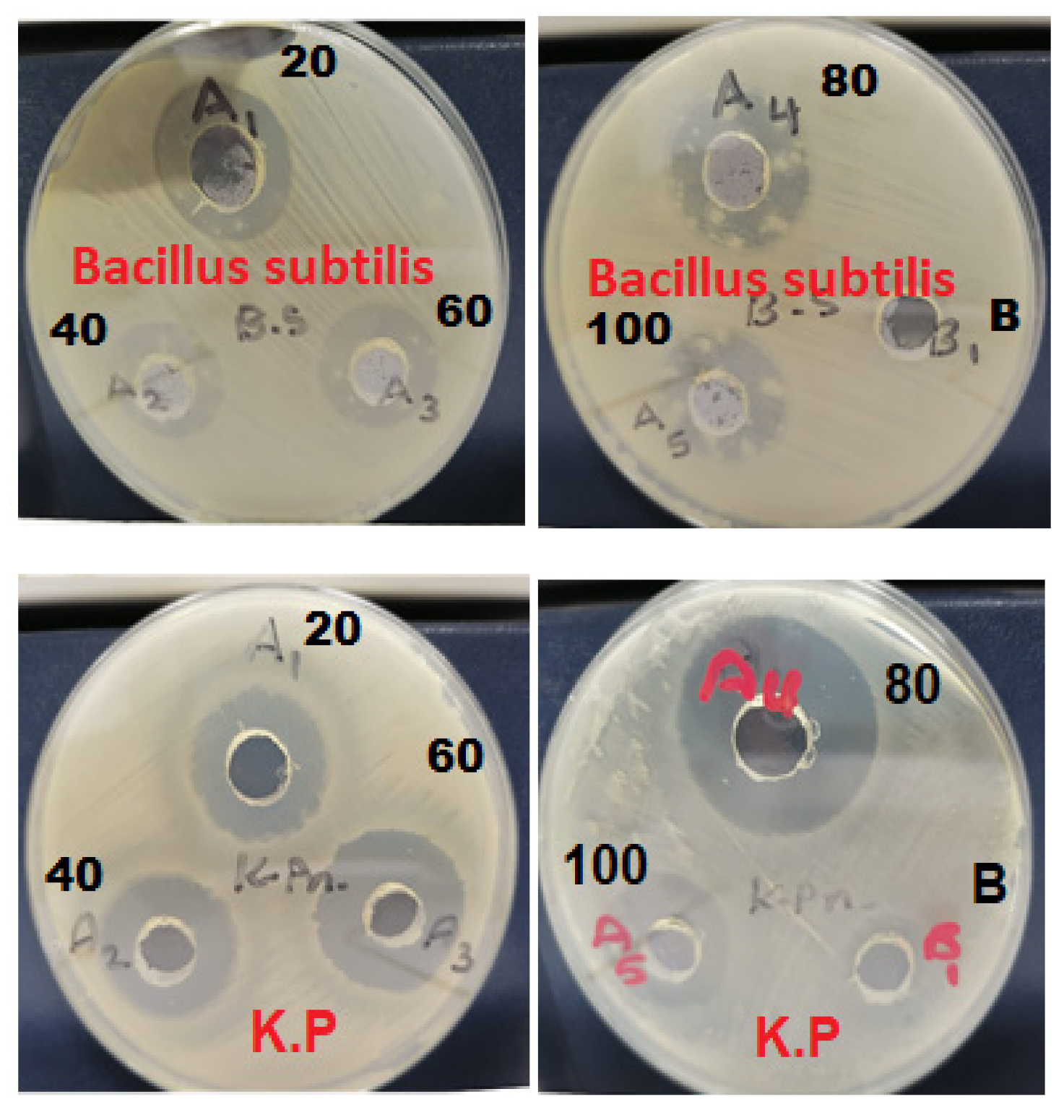 Pharmaceutics 13 01754 g009