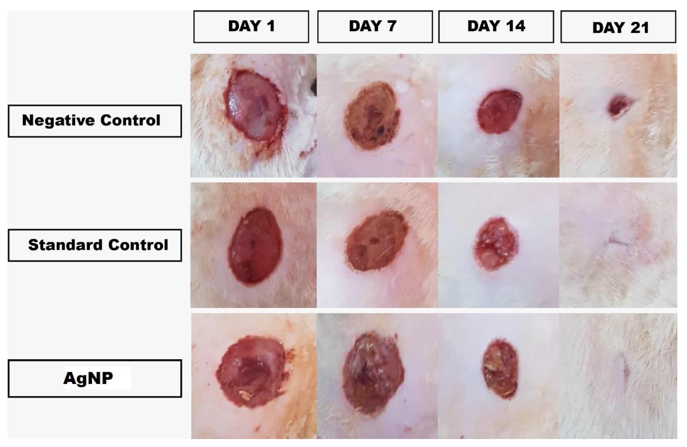 Pharmaceutics 13 01754 g011