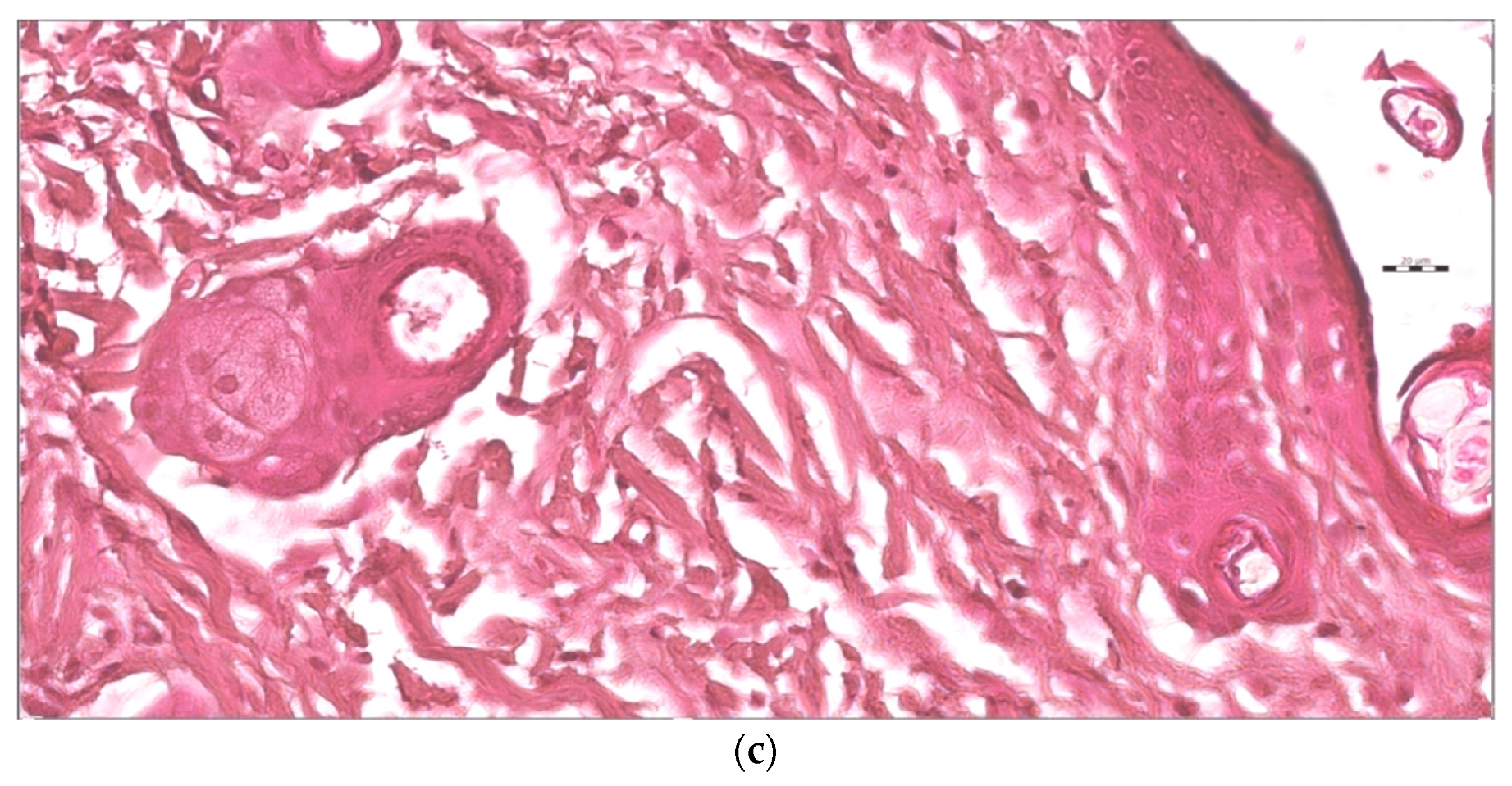 Pharmaceutics 13 01754 g013b