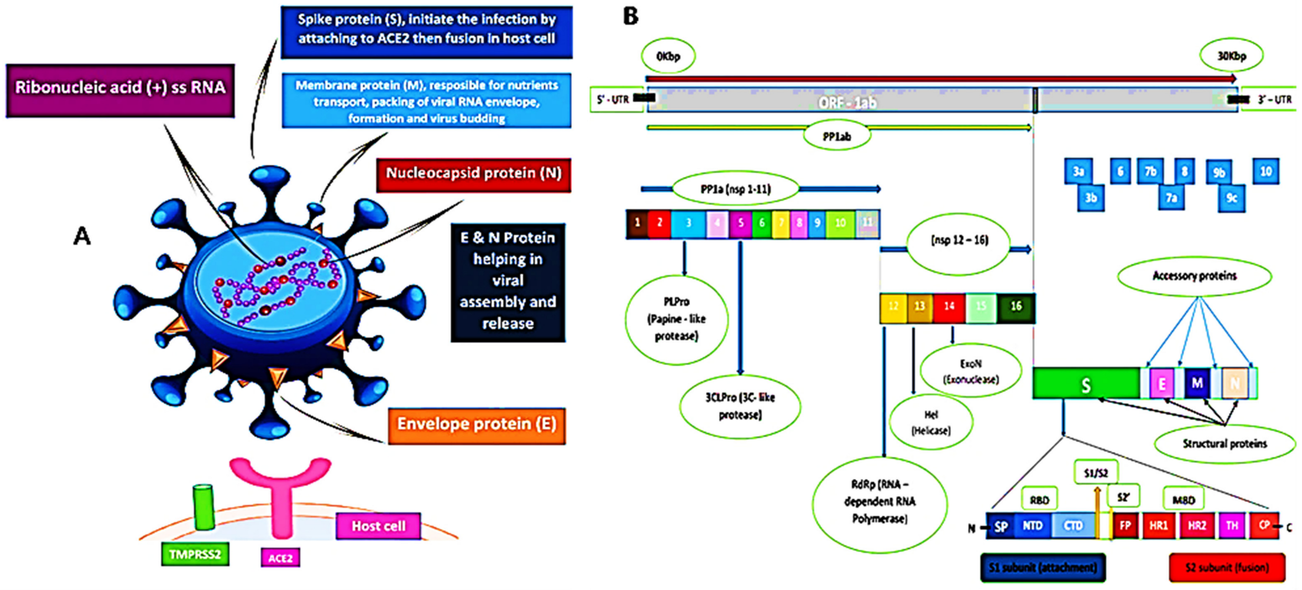 Pharmaceutics 13 01759 g002