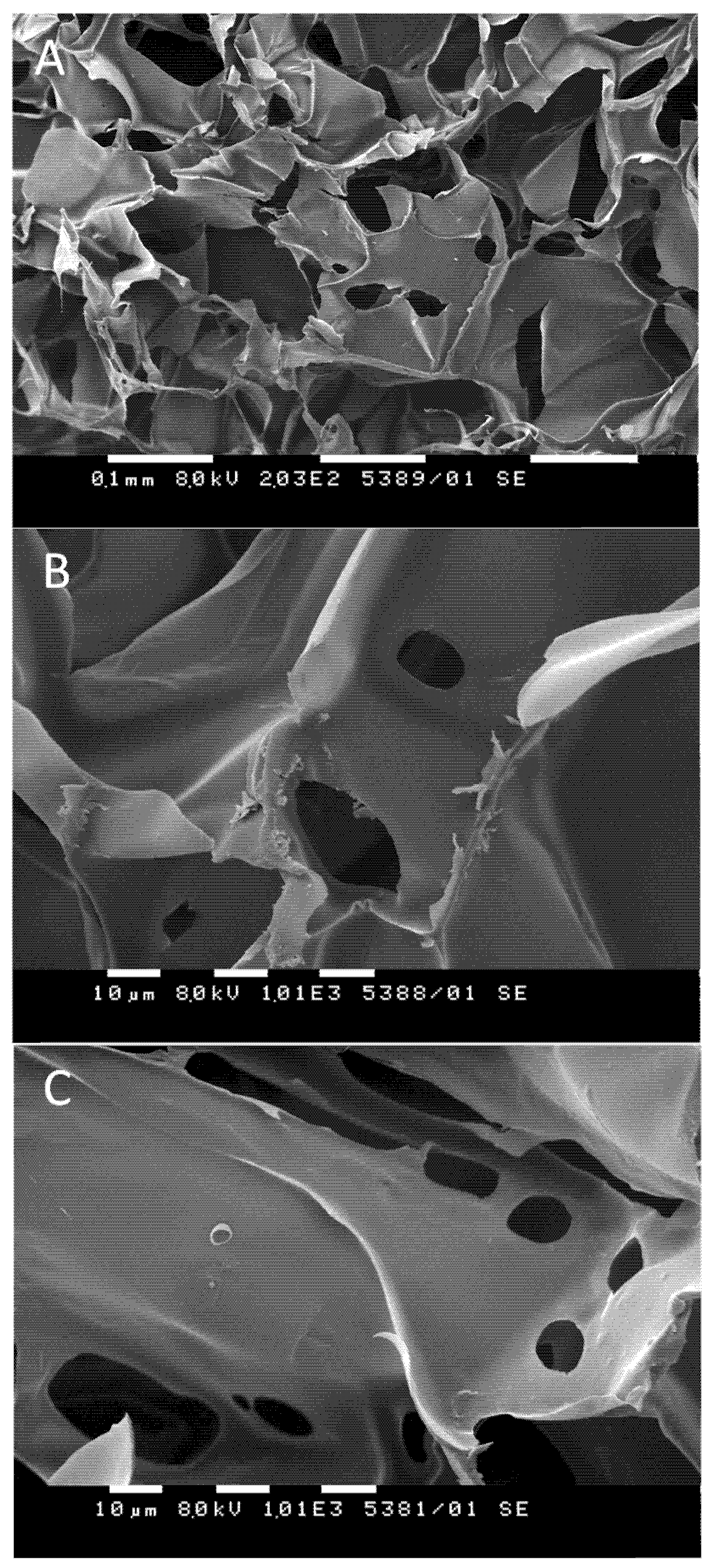 Pharmaceutics 13 01774 g005