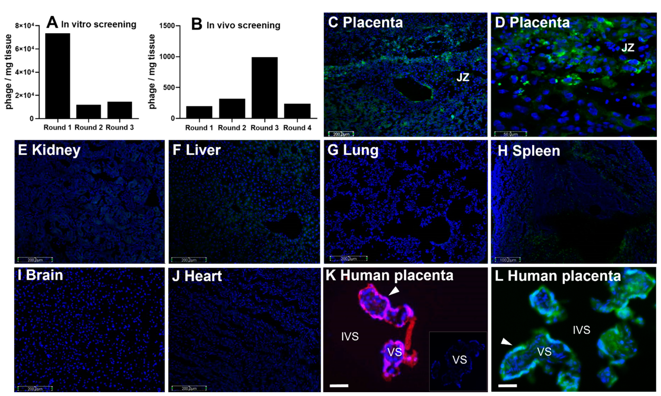 Pharmaceutics 13 01778 g001