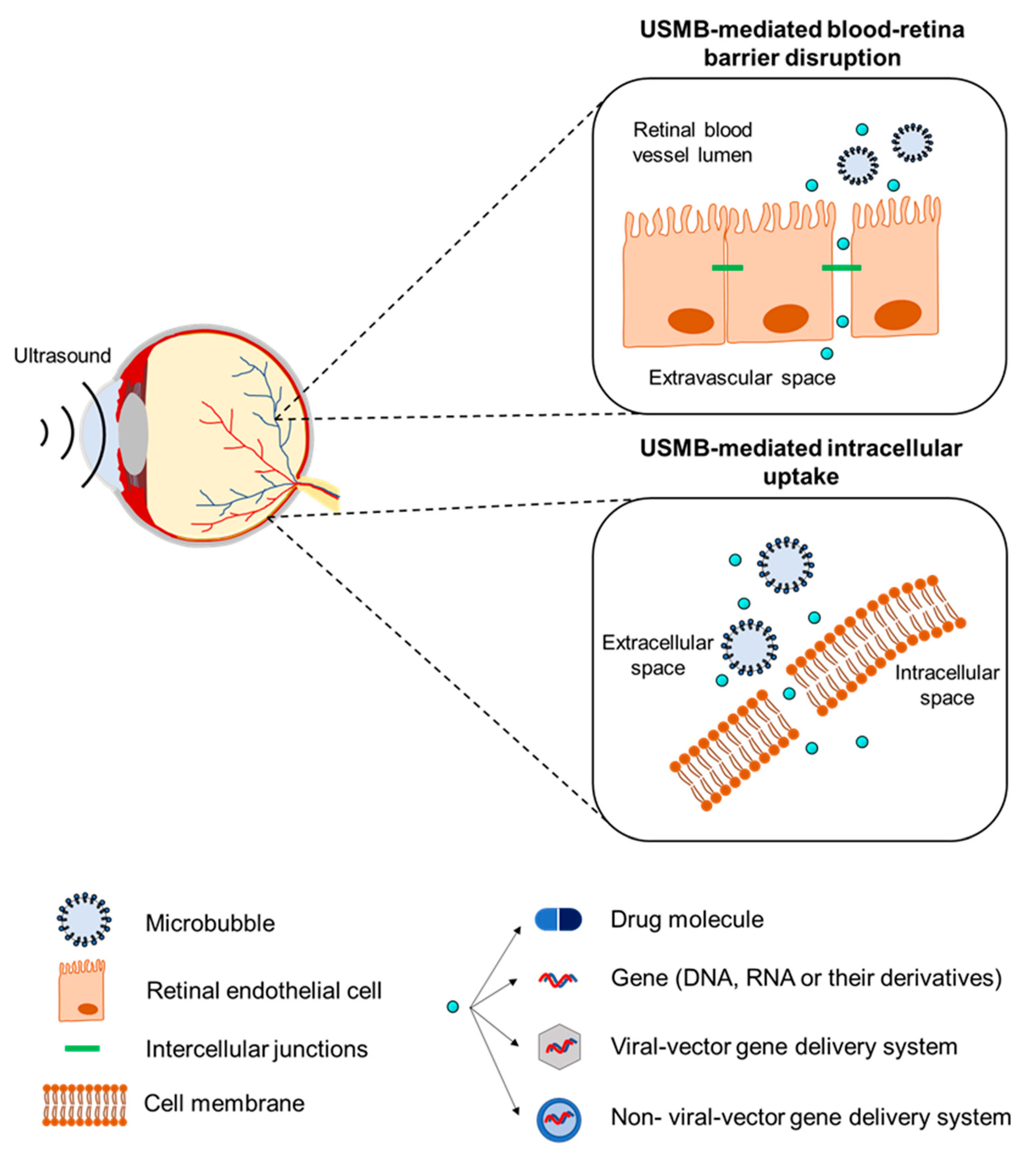 Pharmaceutics 13 01782 g001