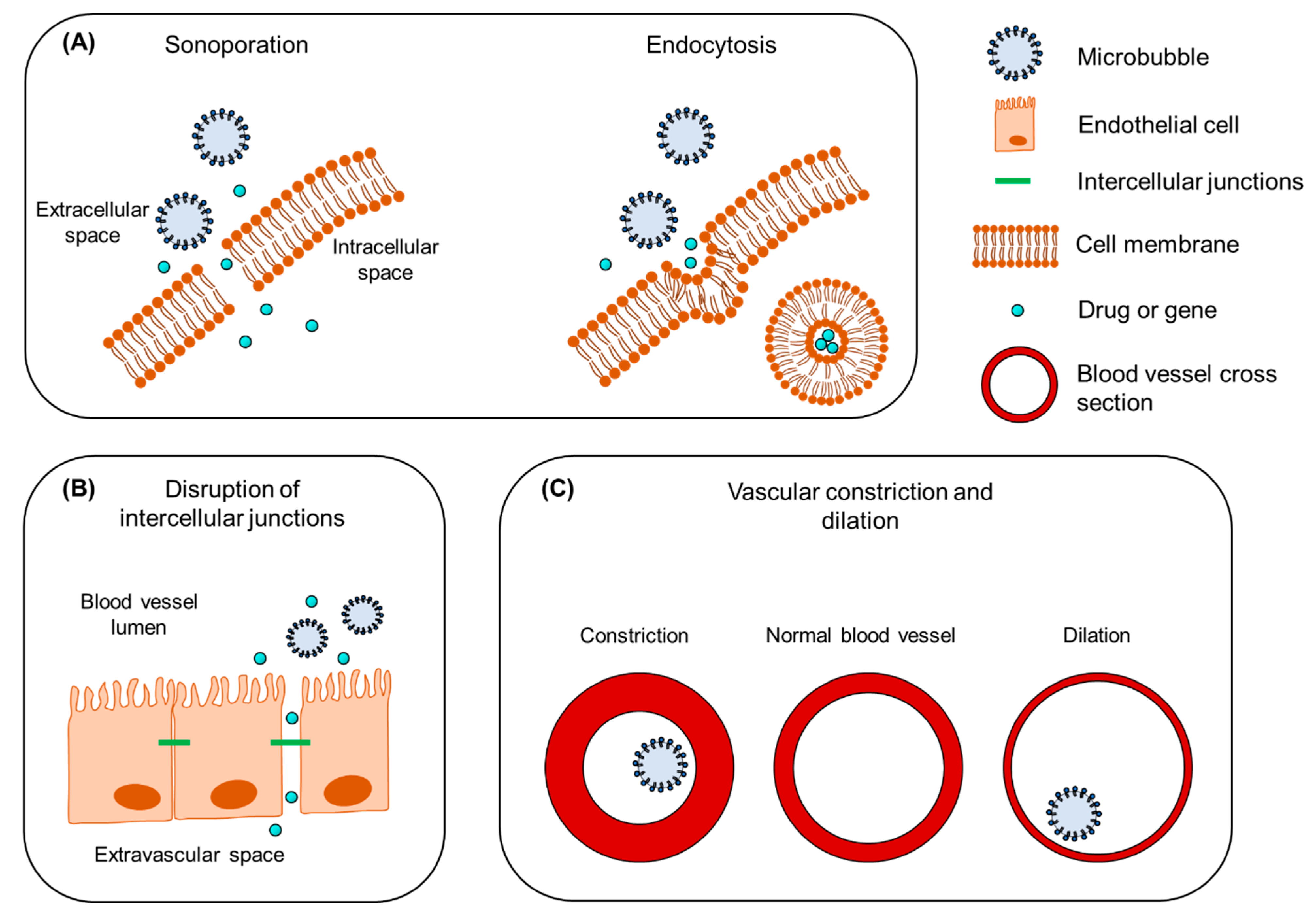 Pharmaceutics 13 01782 g002