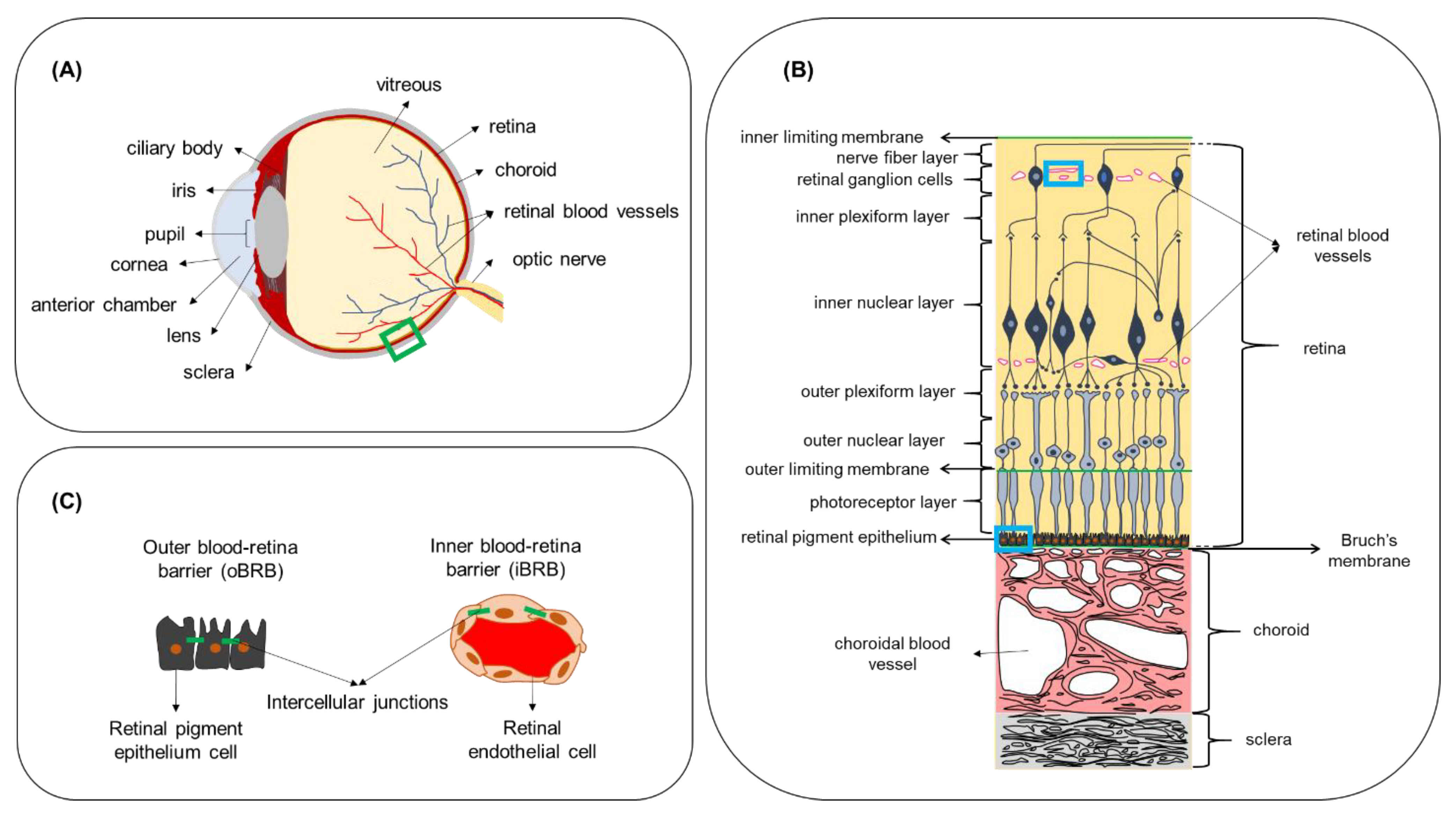Pharmaceutics 13 01782 g003