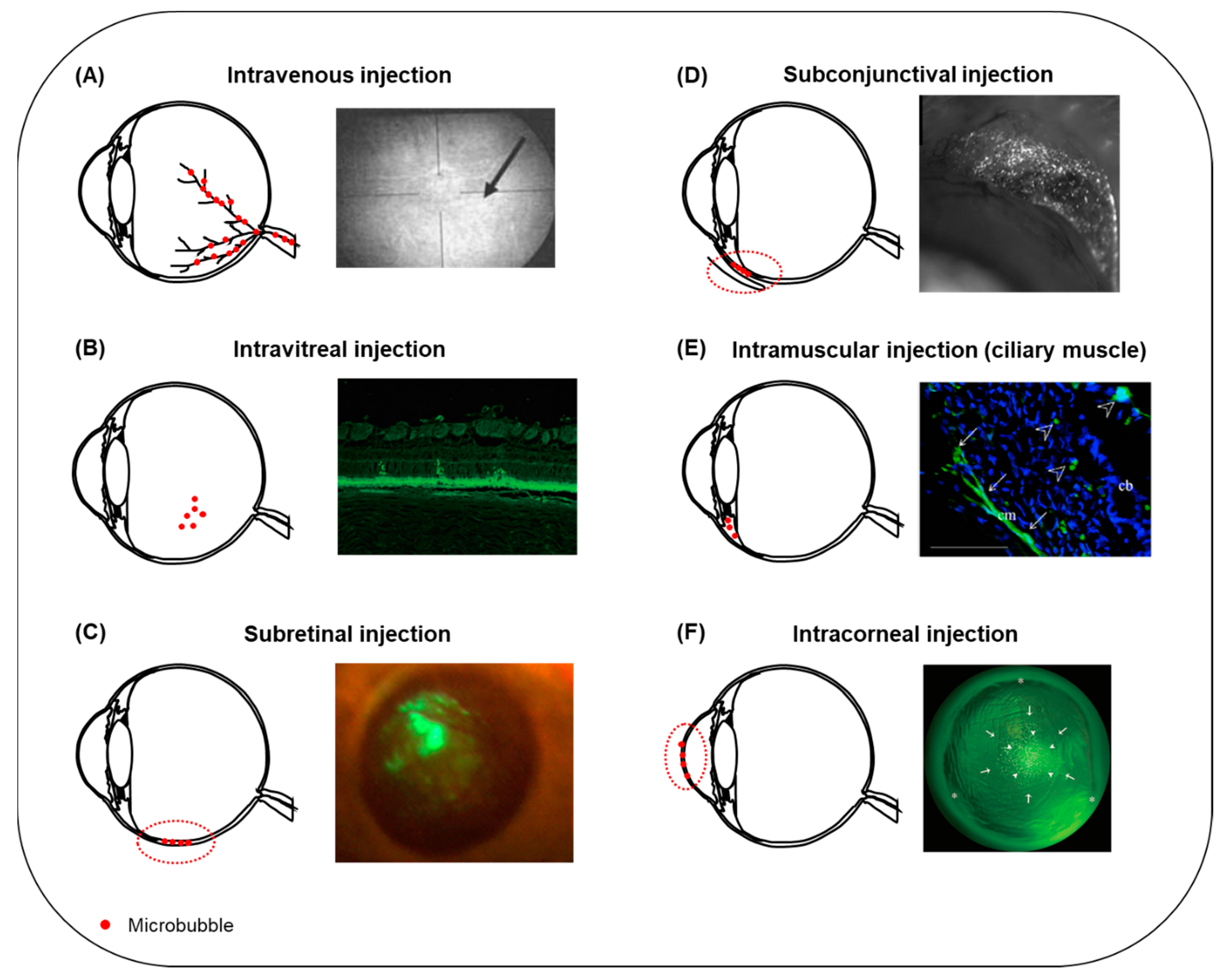 Pharmaceutics 13 01782 g005