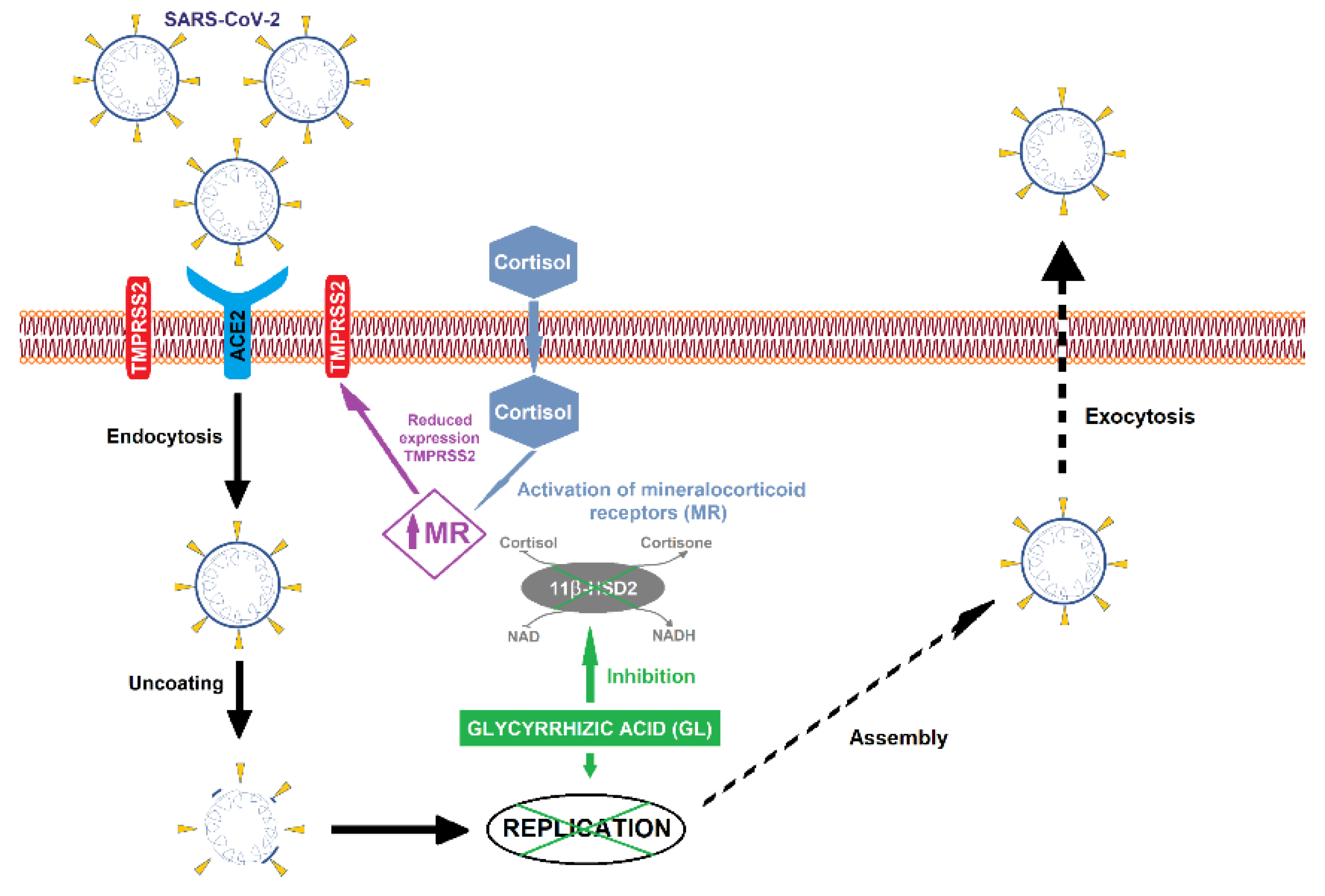Pharmaceutics 13 01792 g003