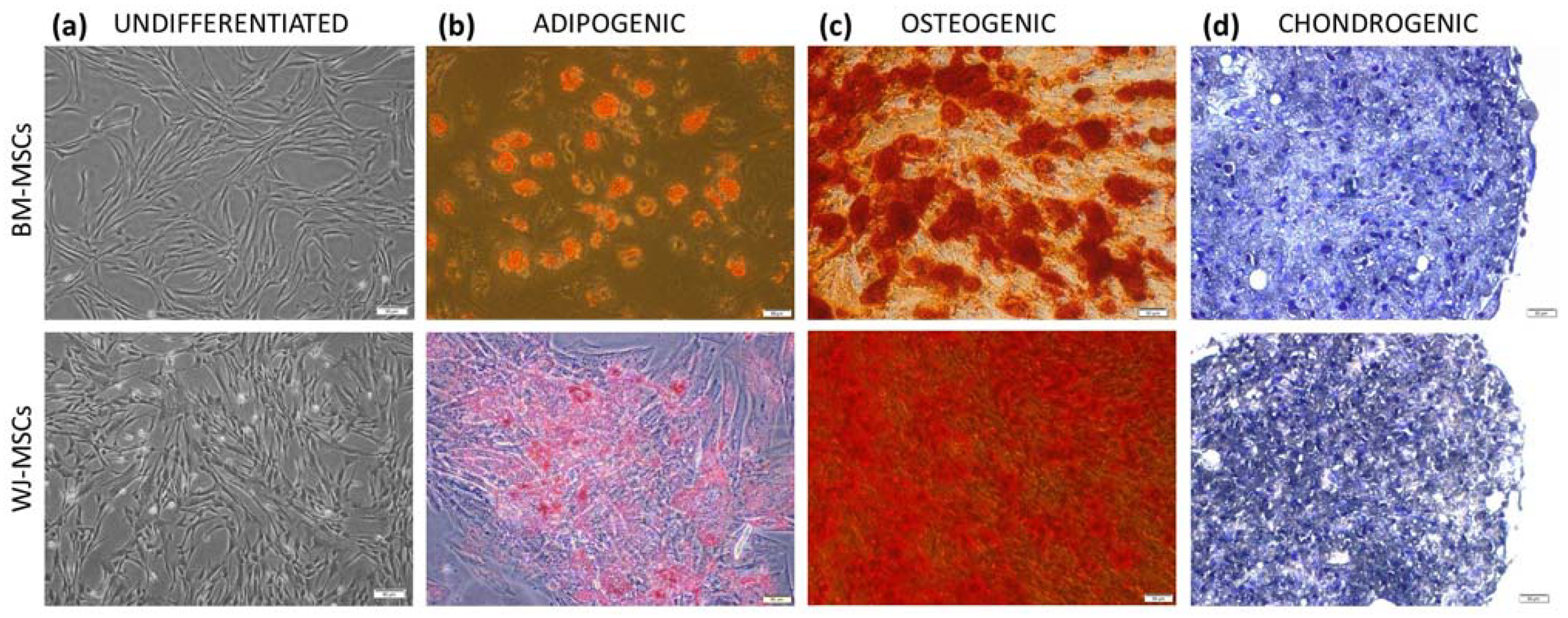 Pharmaceutics 13 01822 g001