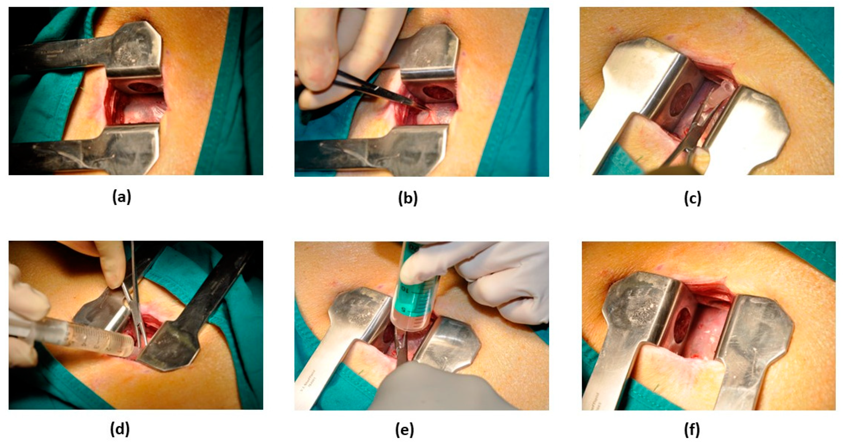 Pharmaceutics 13 01824 g002 Pharmaceutics 13 01824 g002