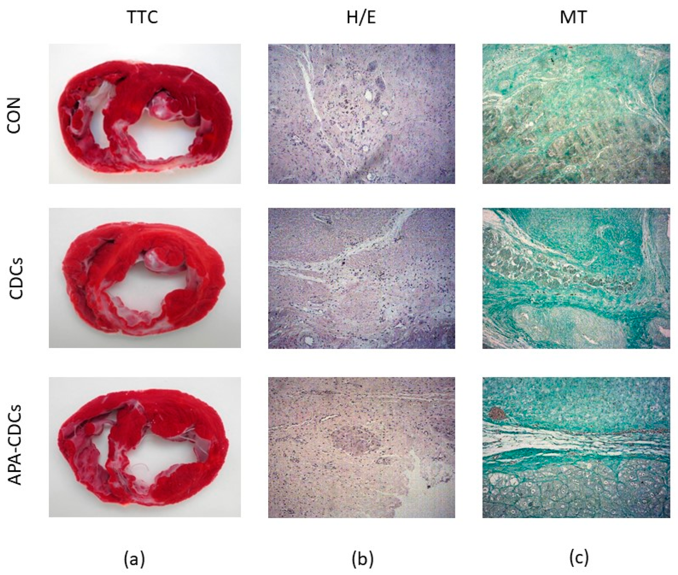 Pharmaceutics 13 01824 g004 Pharmaceutics 13 01824 g004