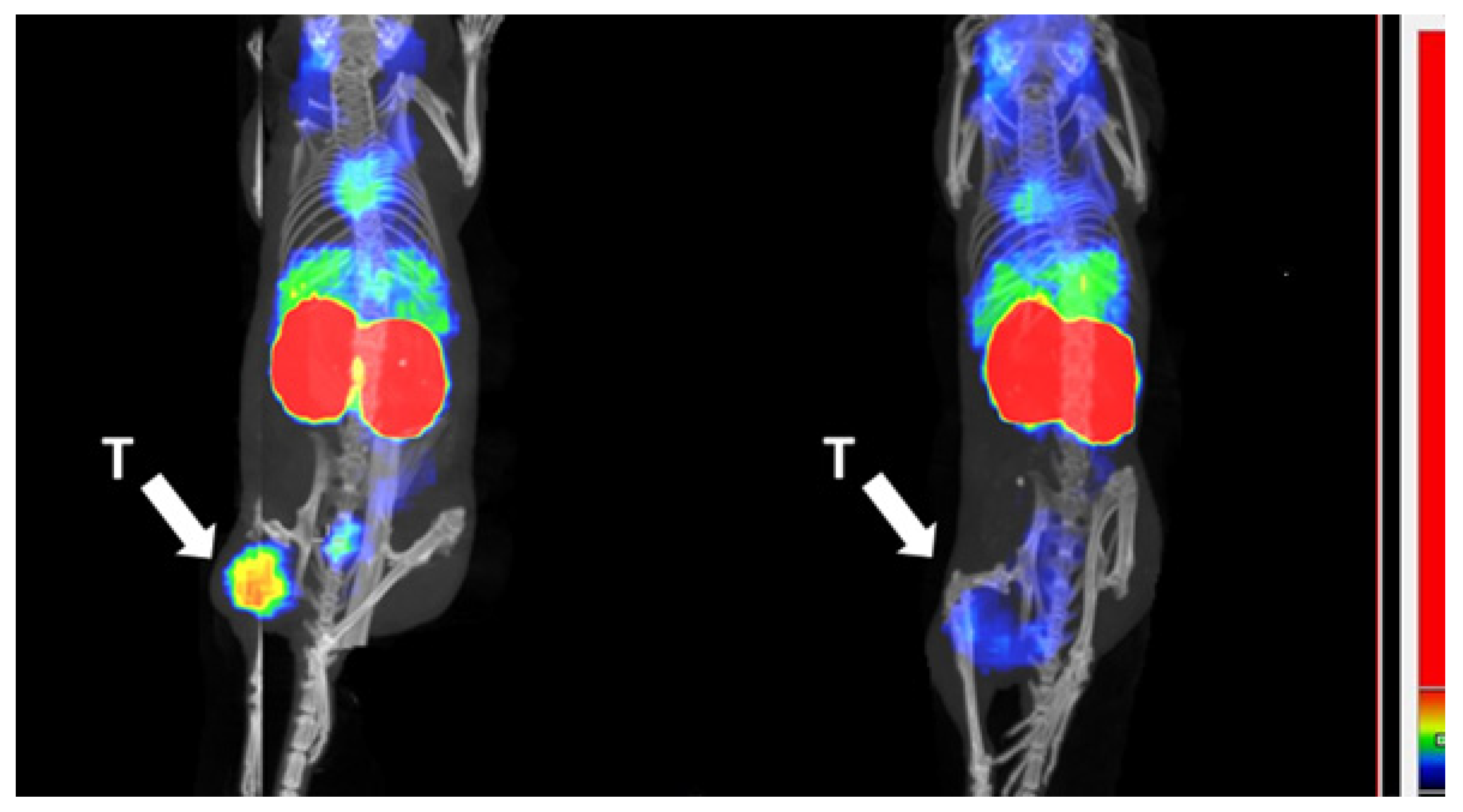 Pharmaceutics 13 01847 g009