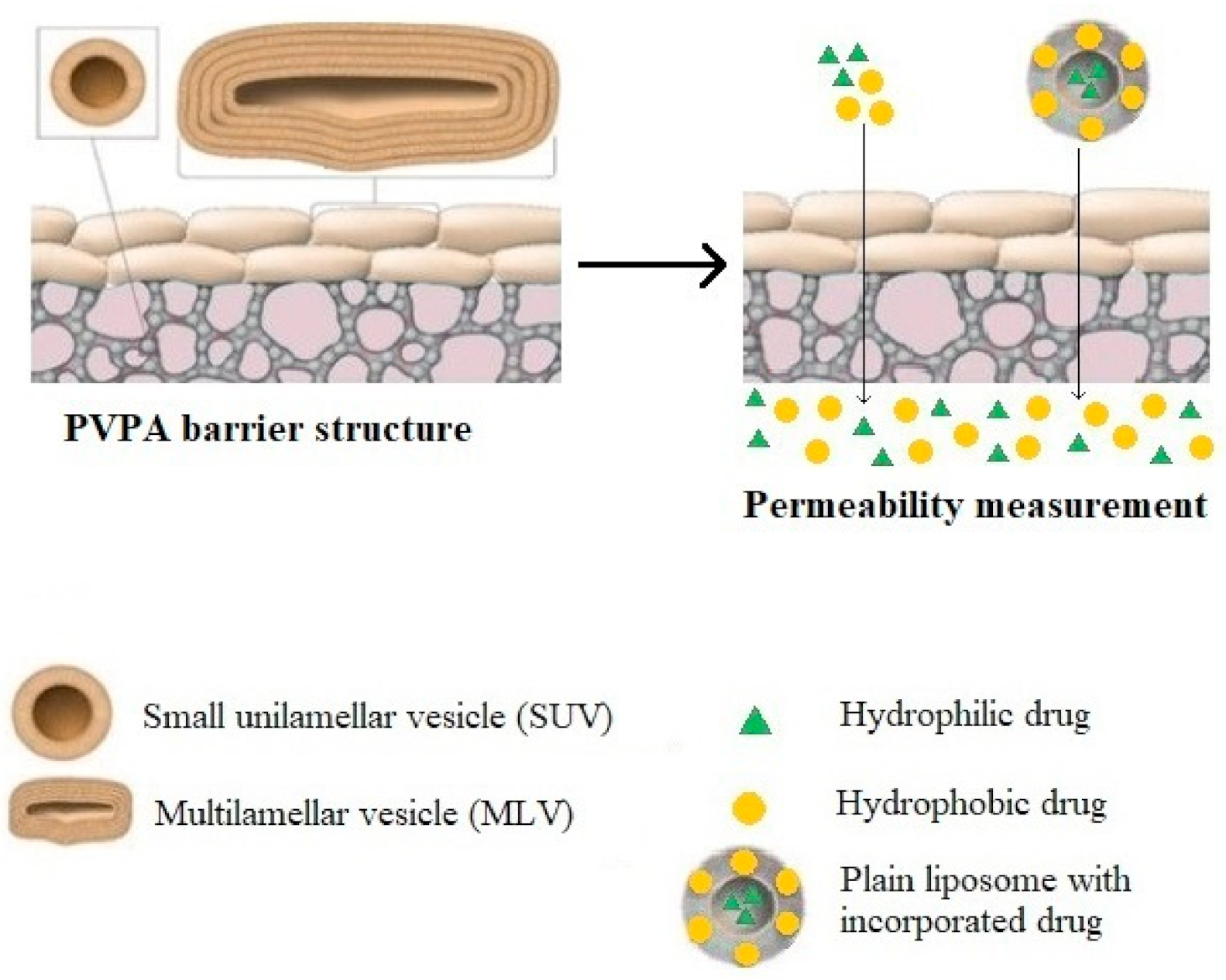 Pharmaceutics 13 01852 g002