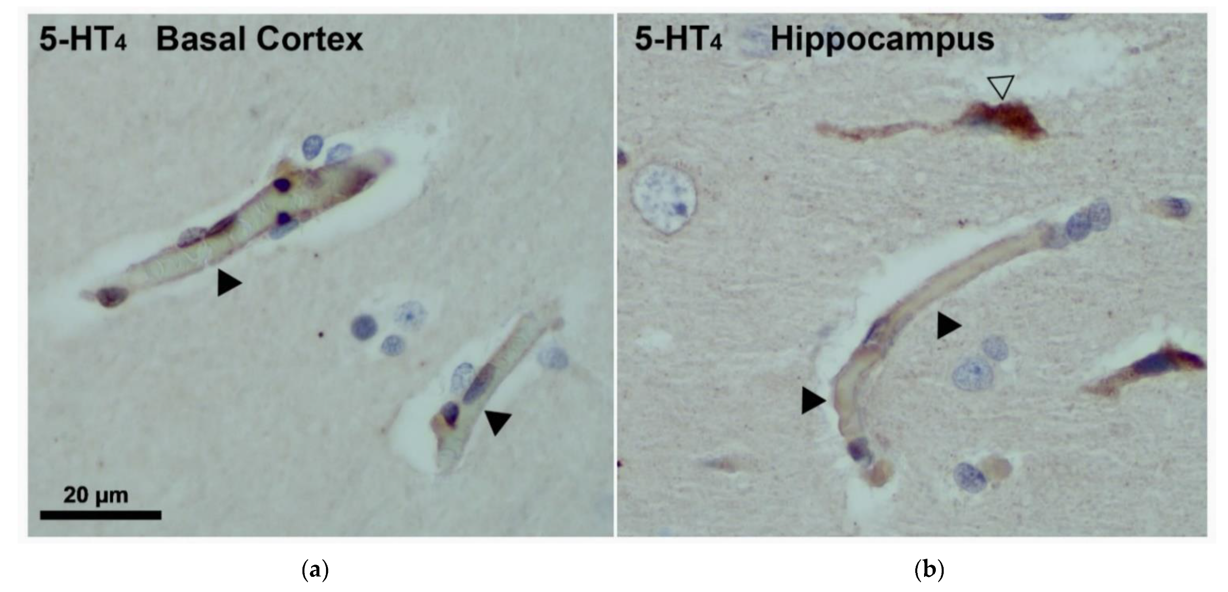 Pharmaceutics 13 01856 g001