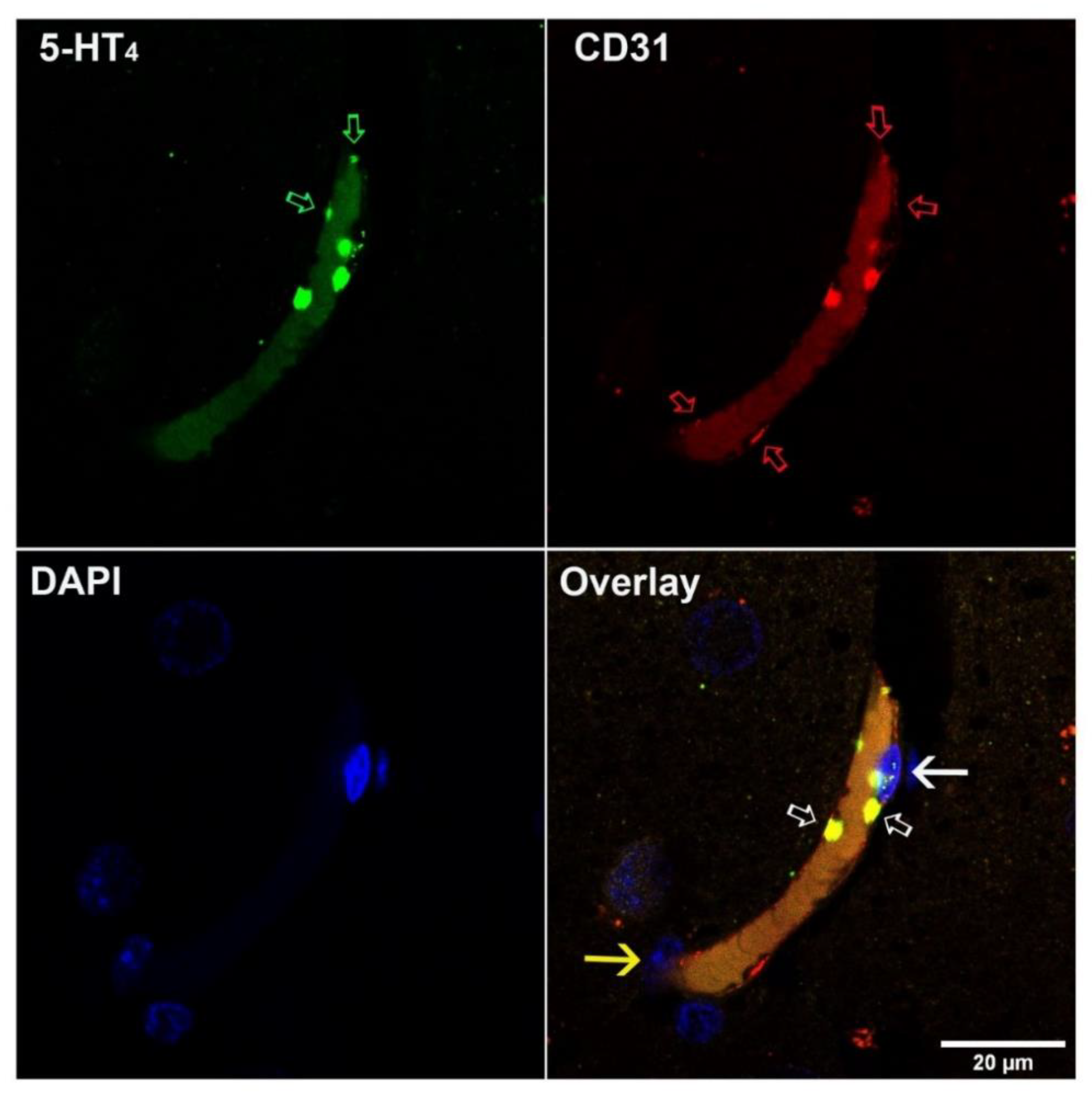 Pharmaceutics 13 01856 g002