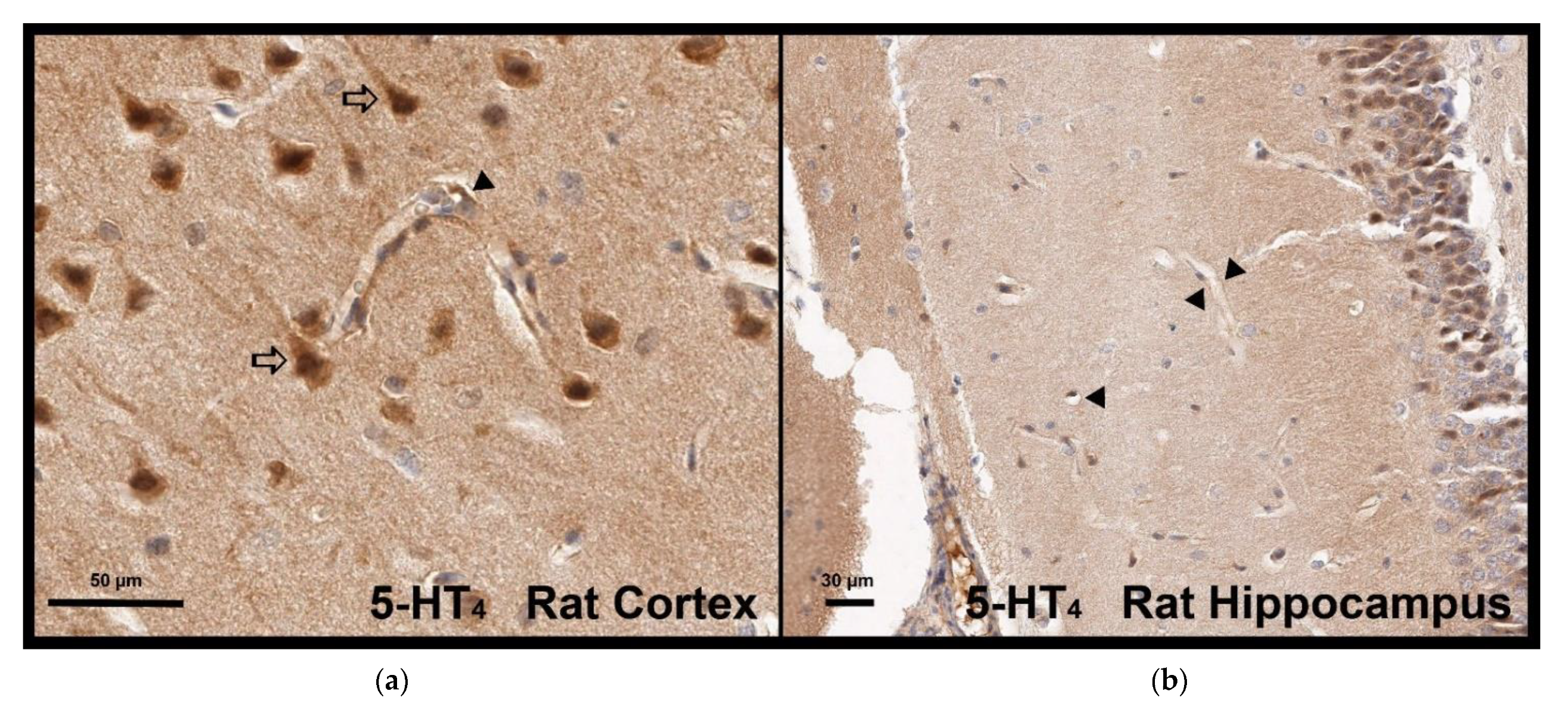 Pharmaceutics 13 01856 g008