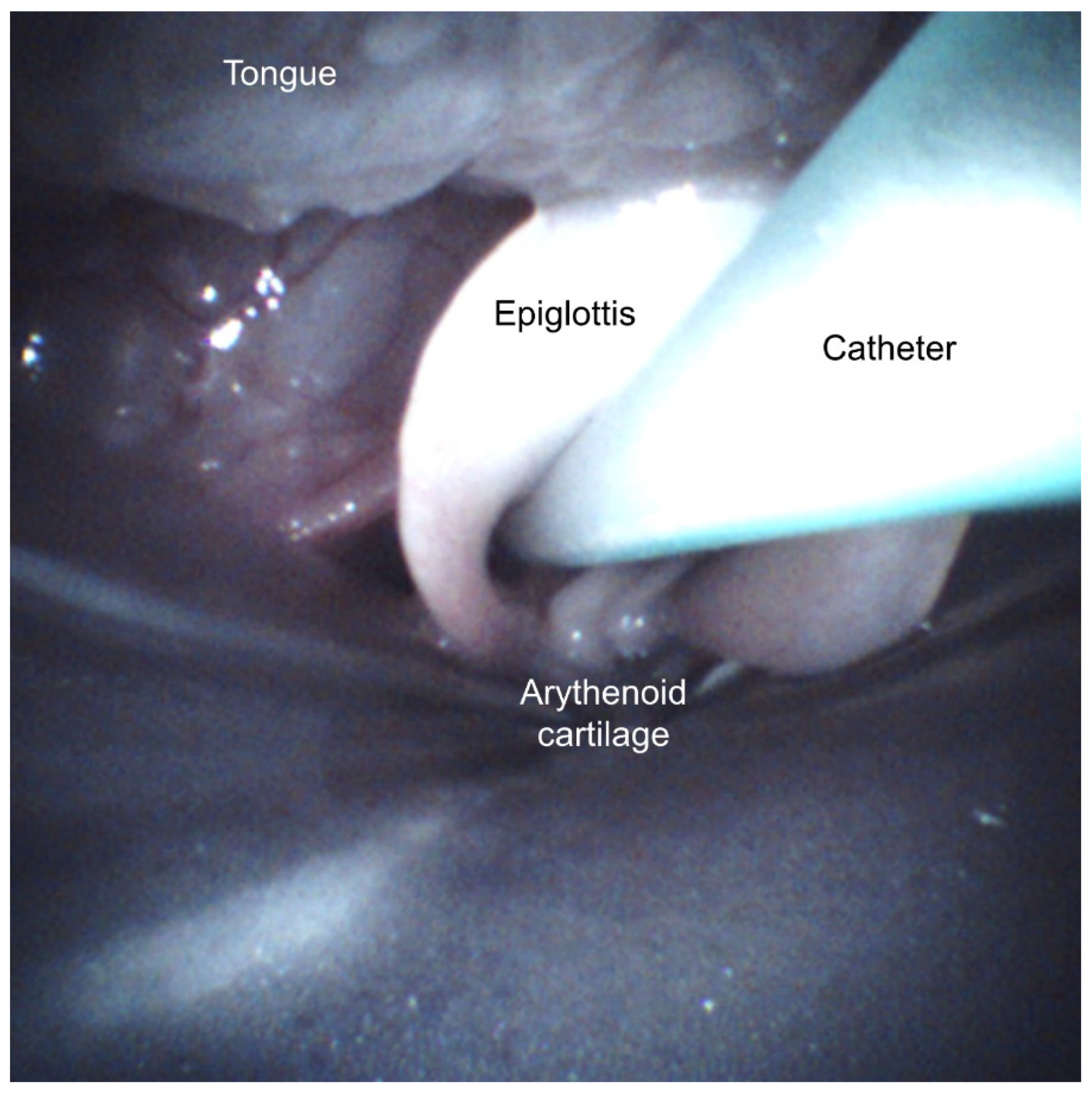 Pharmaceutics 13 01858 g004