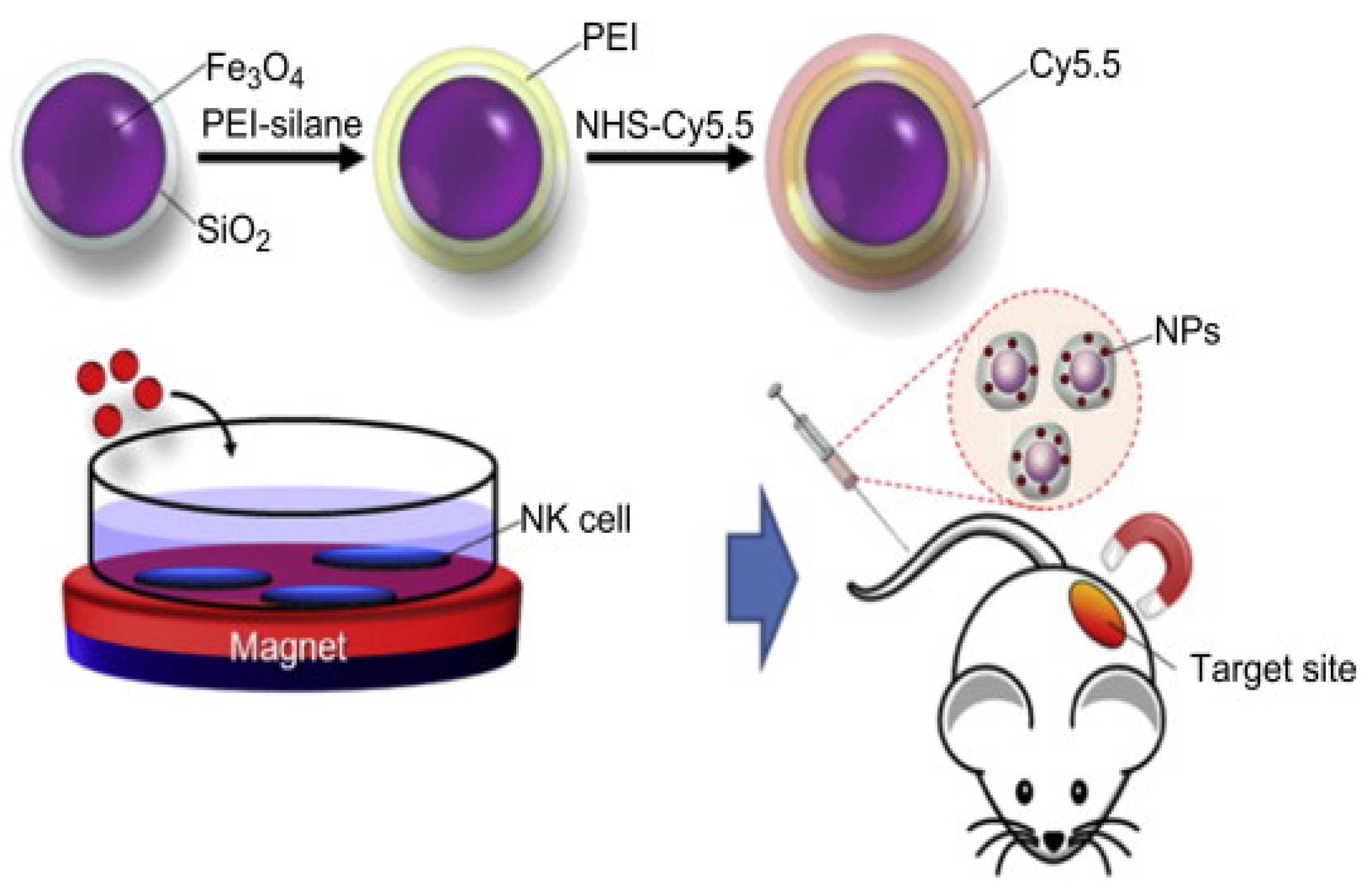 Pharmaceutics 13 01867 g011 Pharmaceutics 13 01867 g011