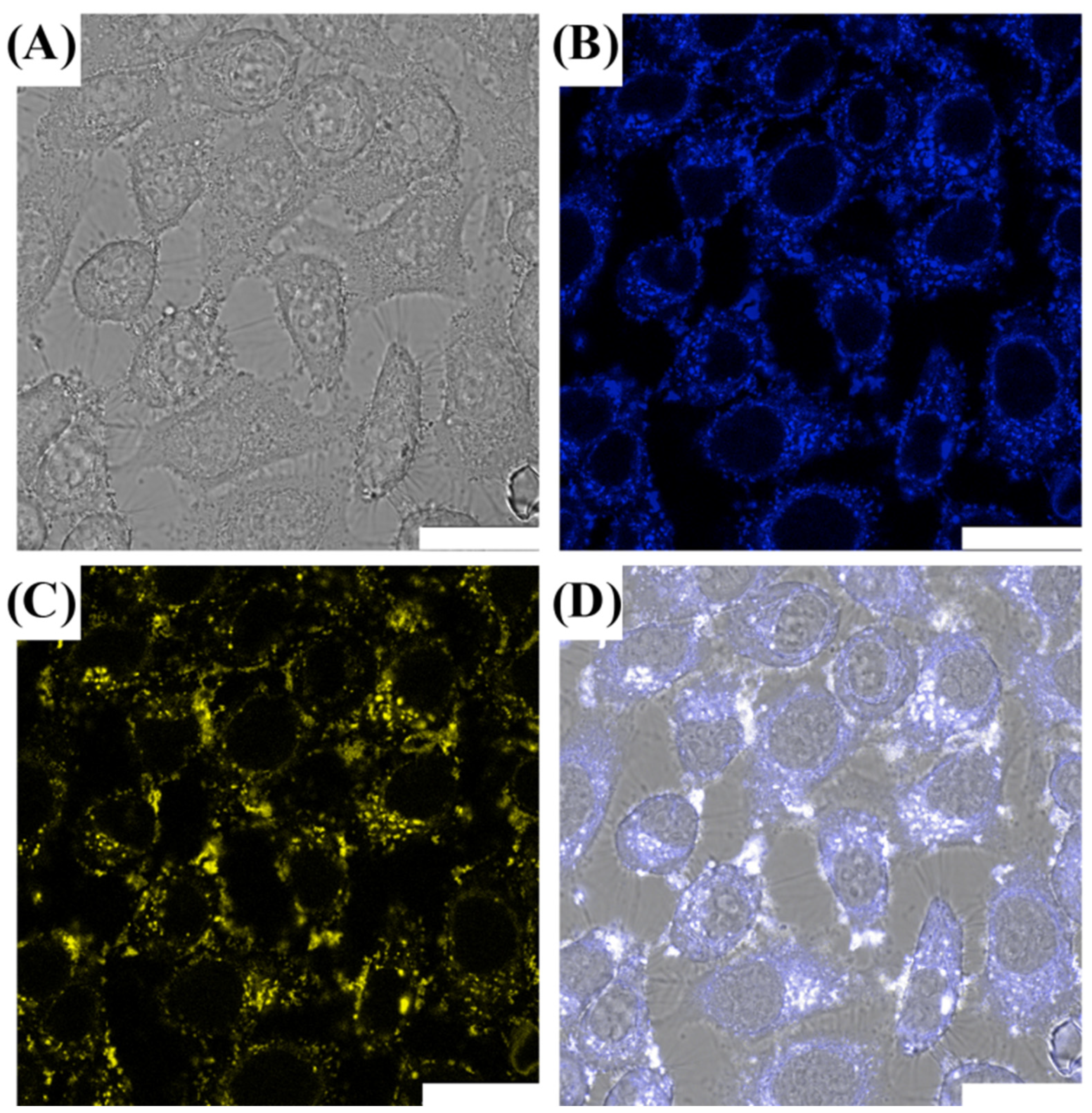 Pharmaceutics 13 01872 g004