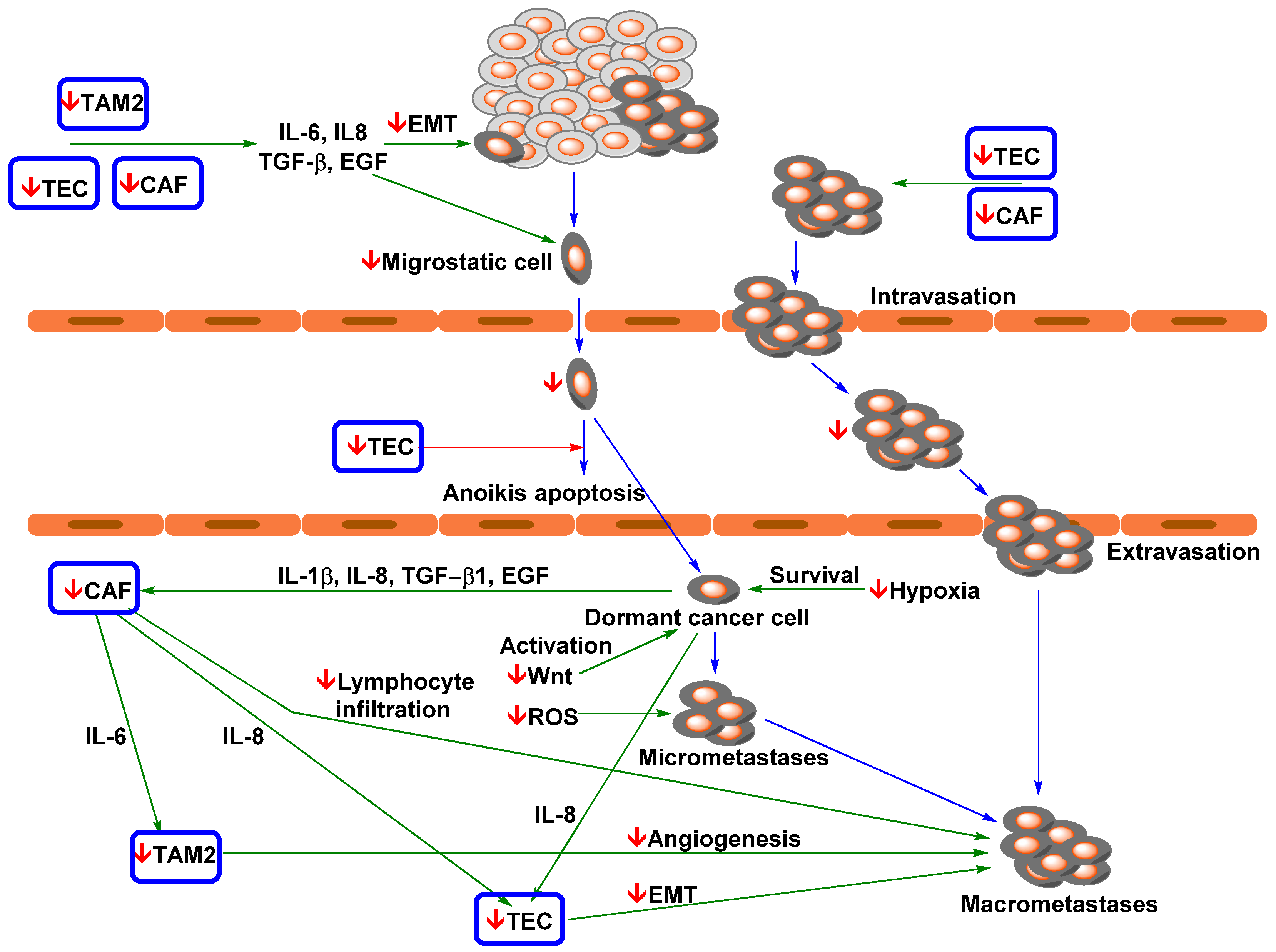 Pharmaceutics 13 01879 g003