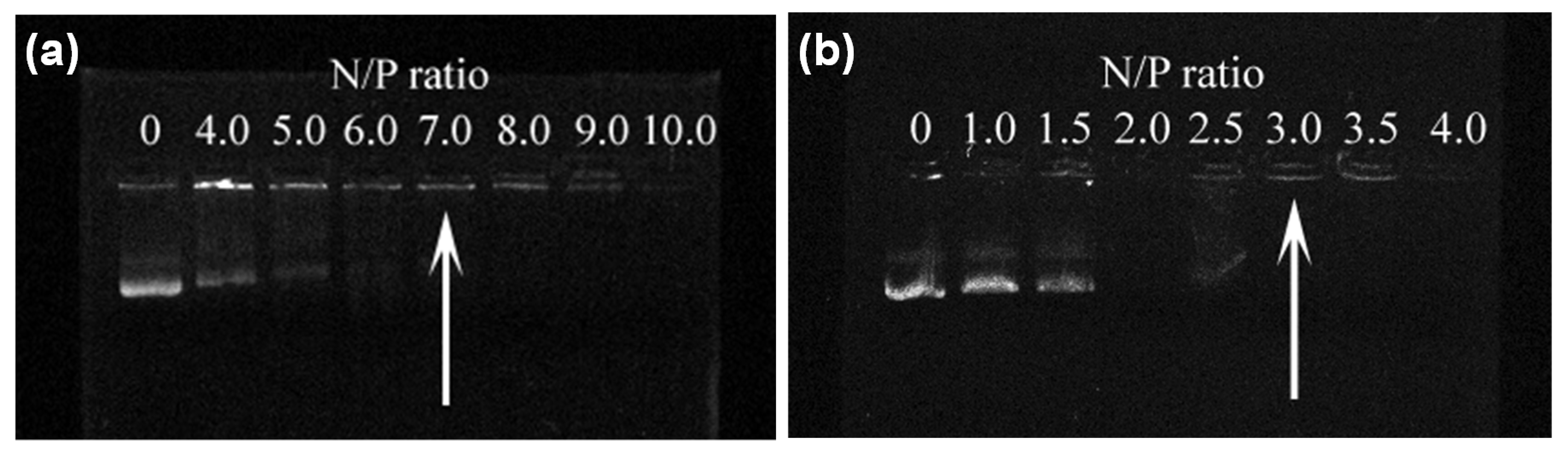 Pharmaceutics 13 01884 g005