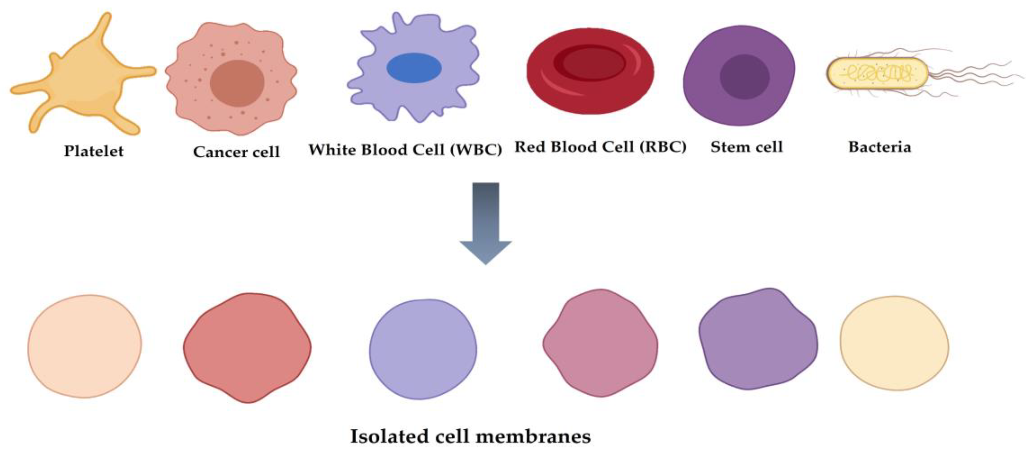Pharmaceutics 13 01887 g001