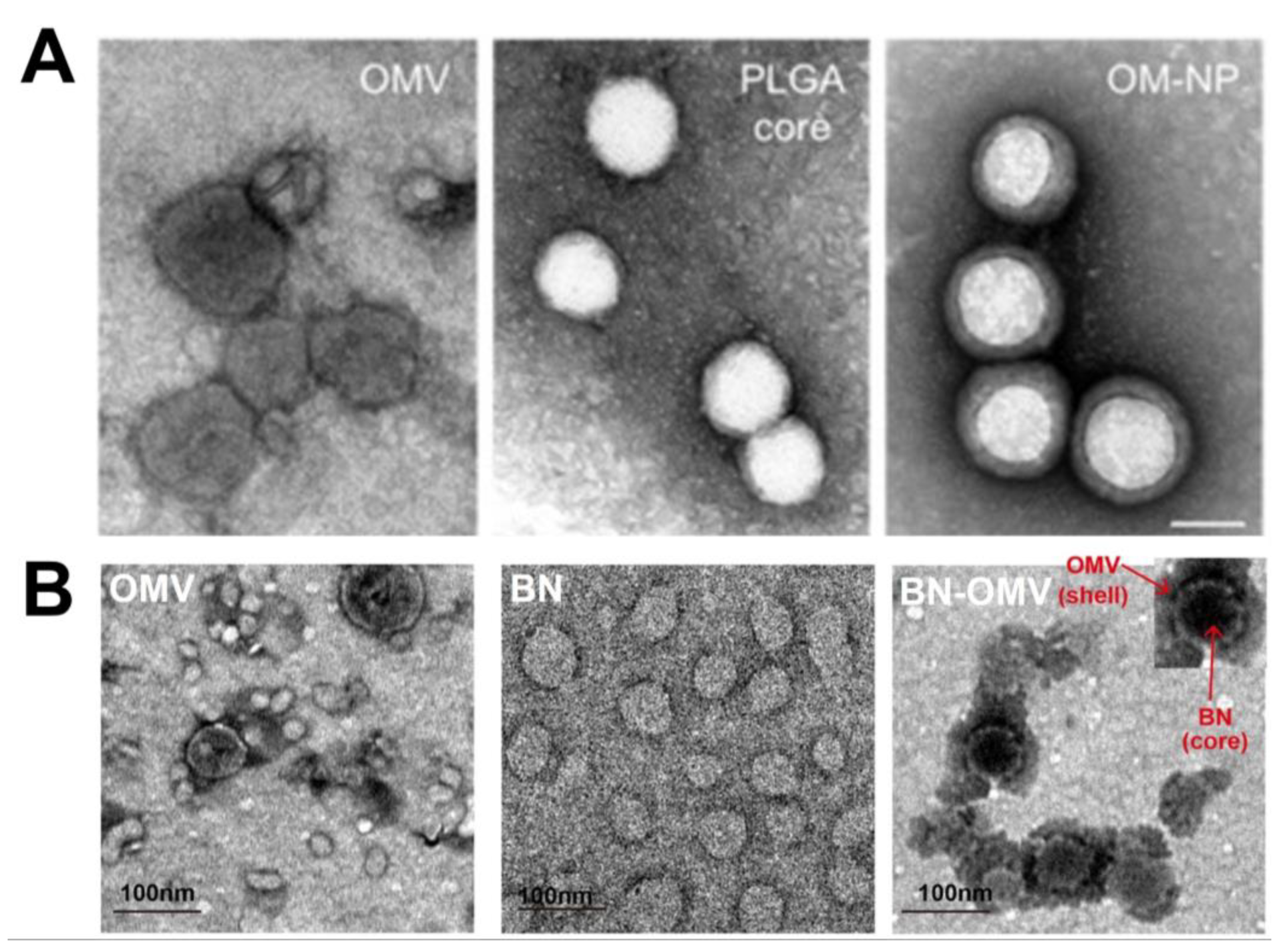 Pharmaceutics 13 01887 g003