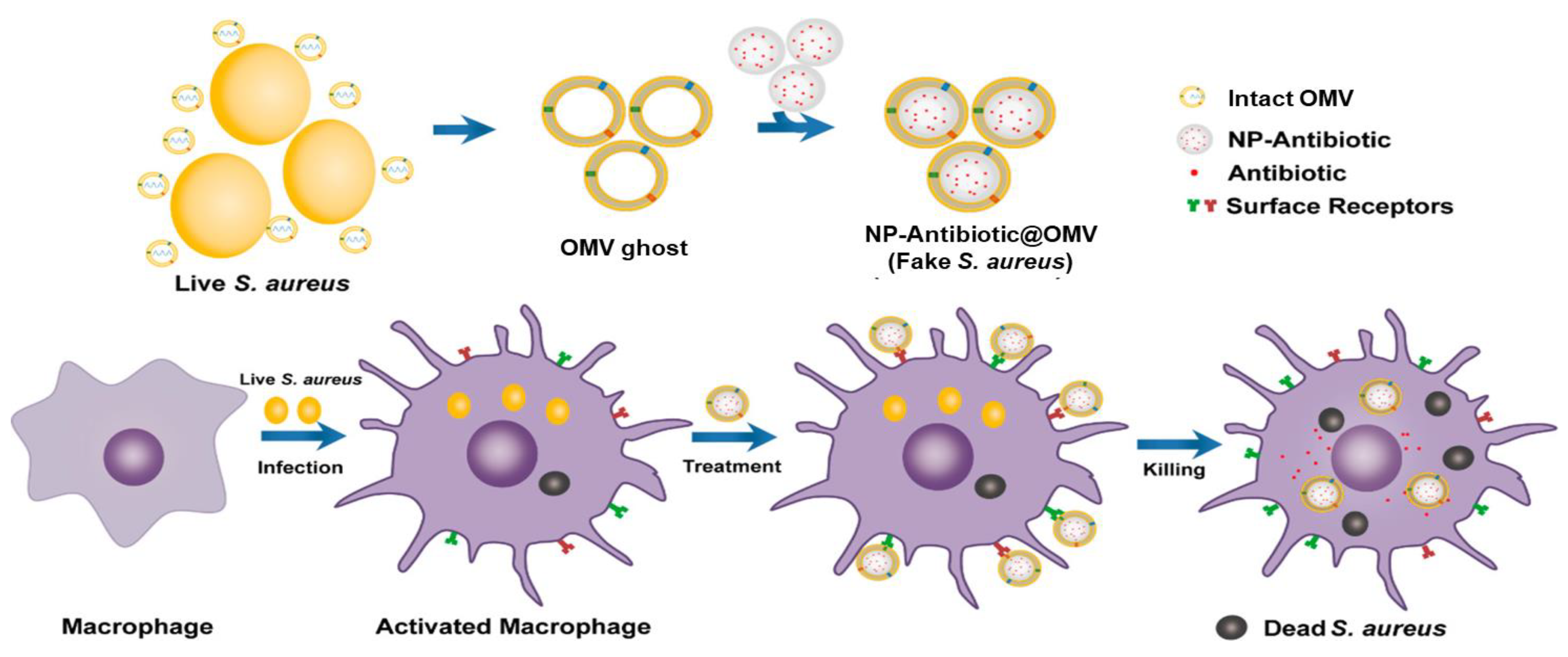 Pharmaceutics 13 01887 g005