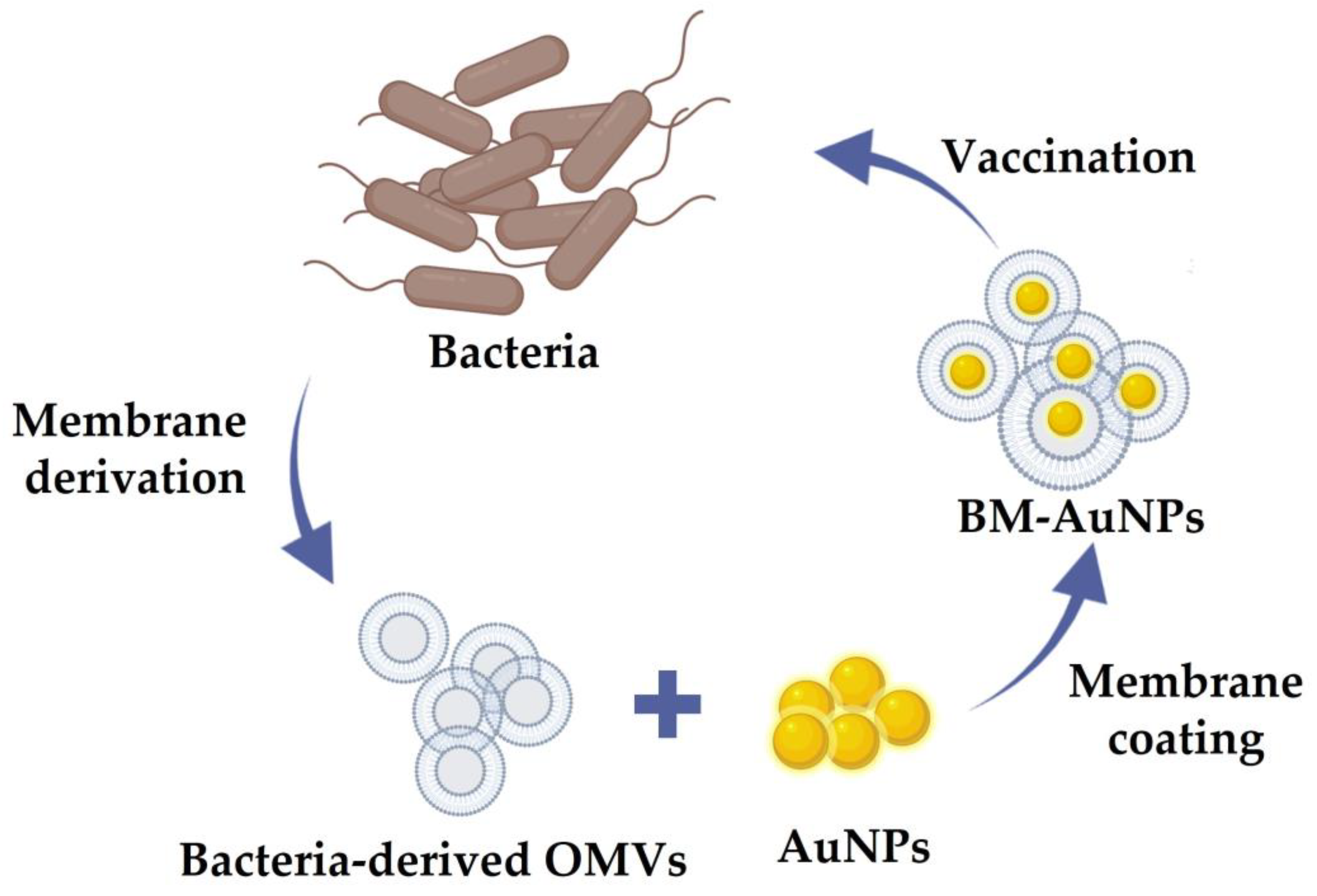 Pharmaceutics 13 01887 g006