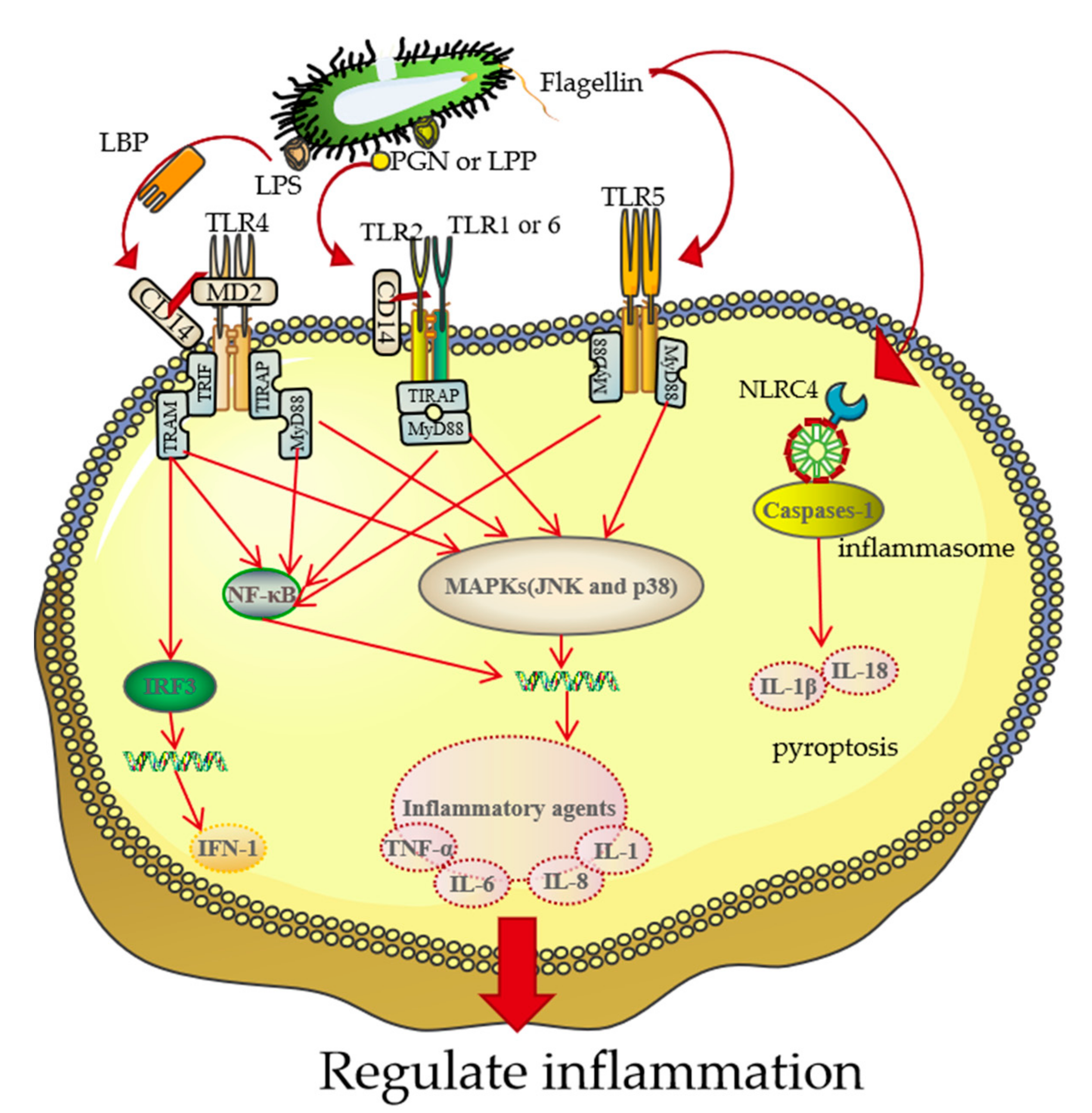 Pharmaceutics 13 01892 g004