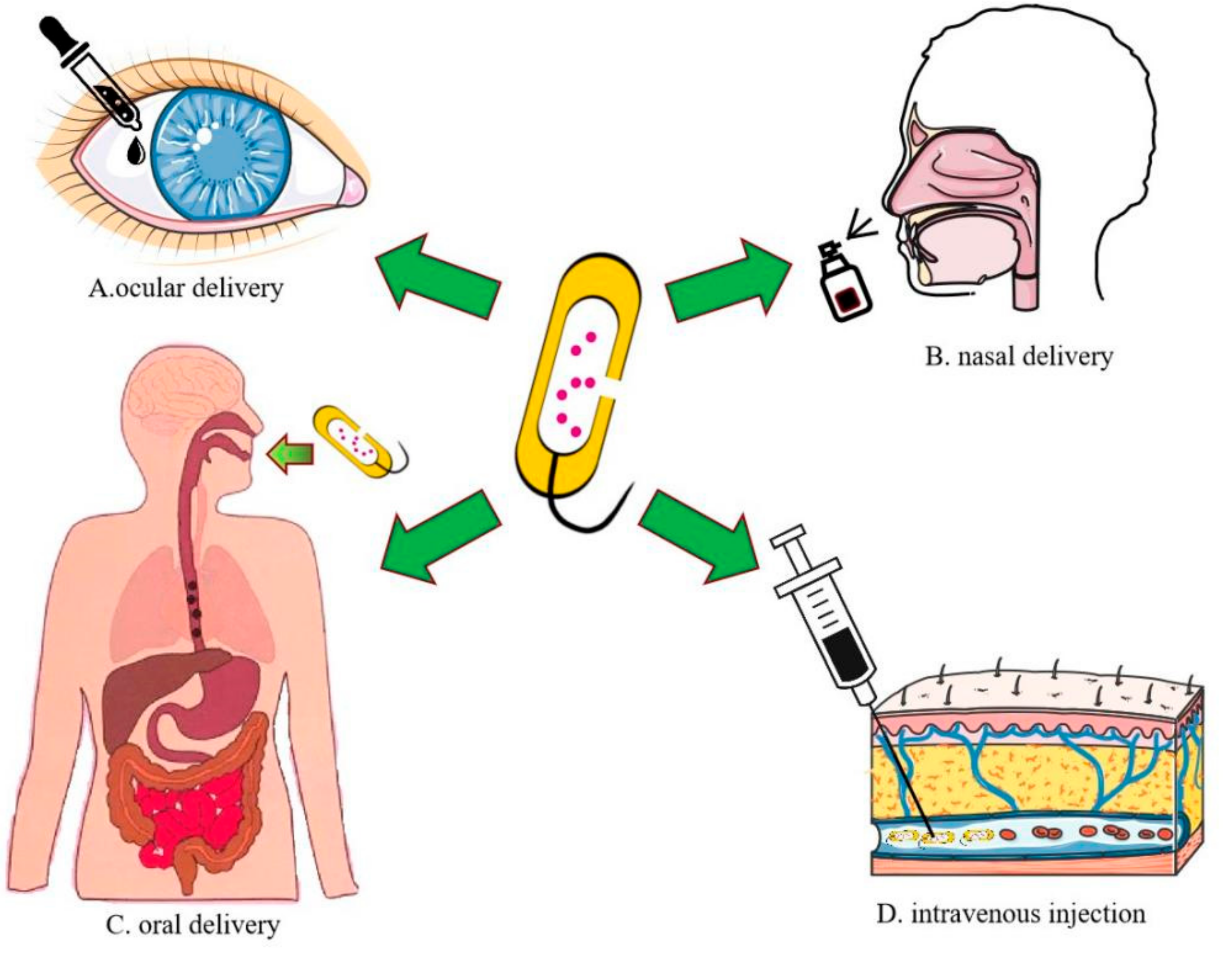 Pharmaceutics 13 01892 g006