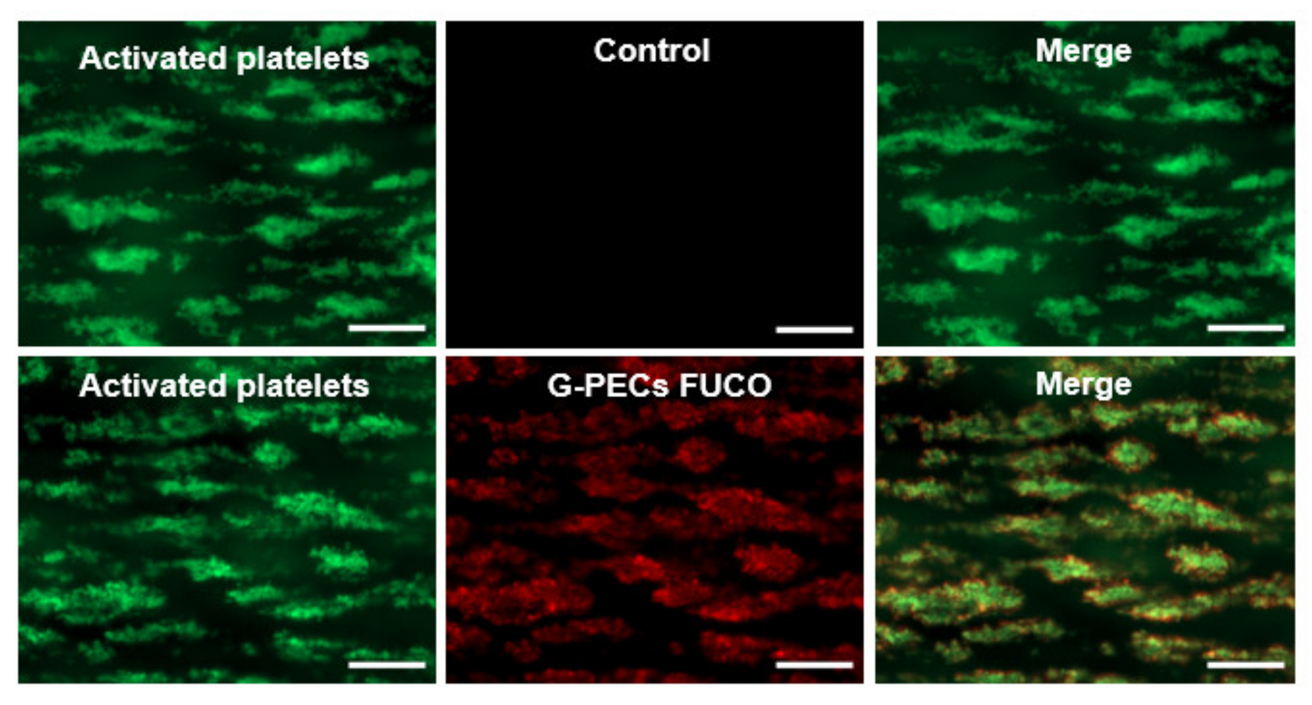 Pharmaceutics 13 01901 g002