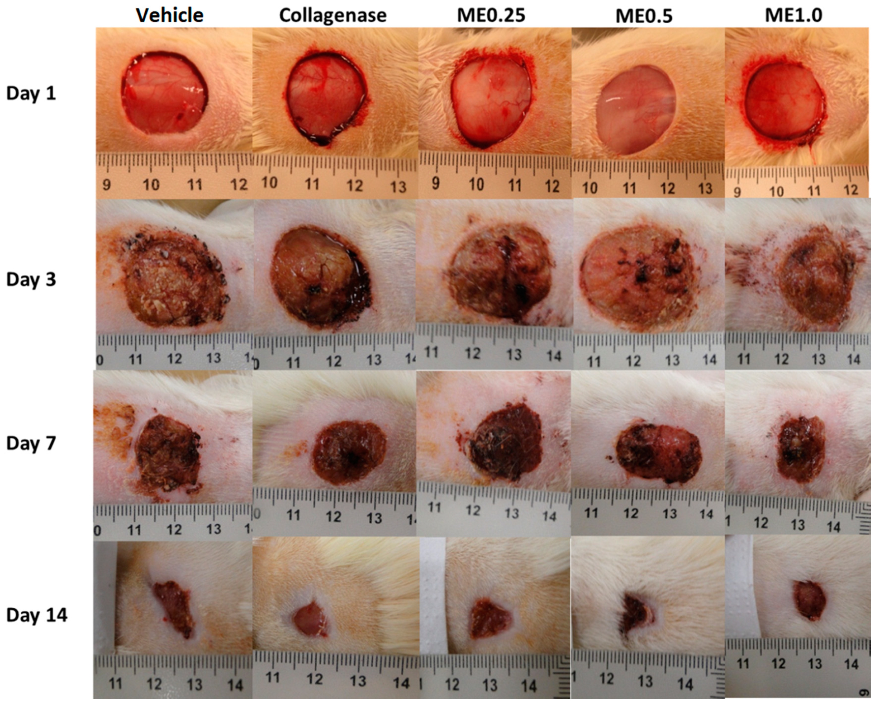 Pharmaceutics 13 01902 g002