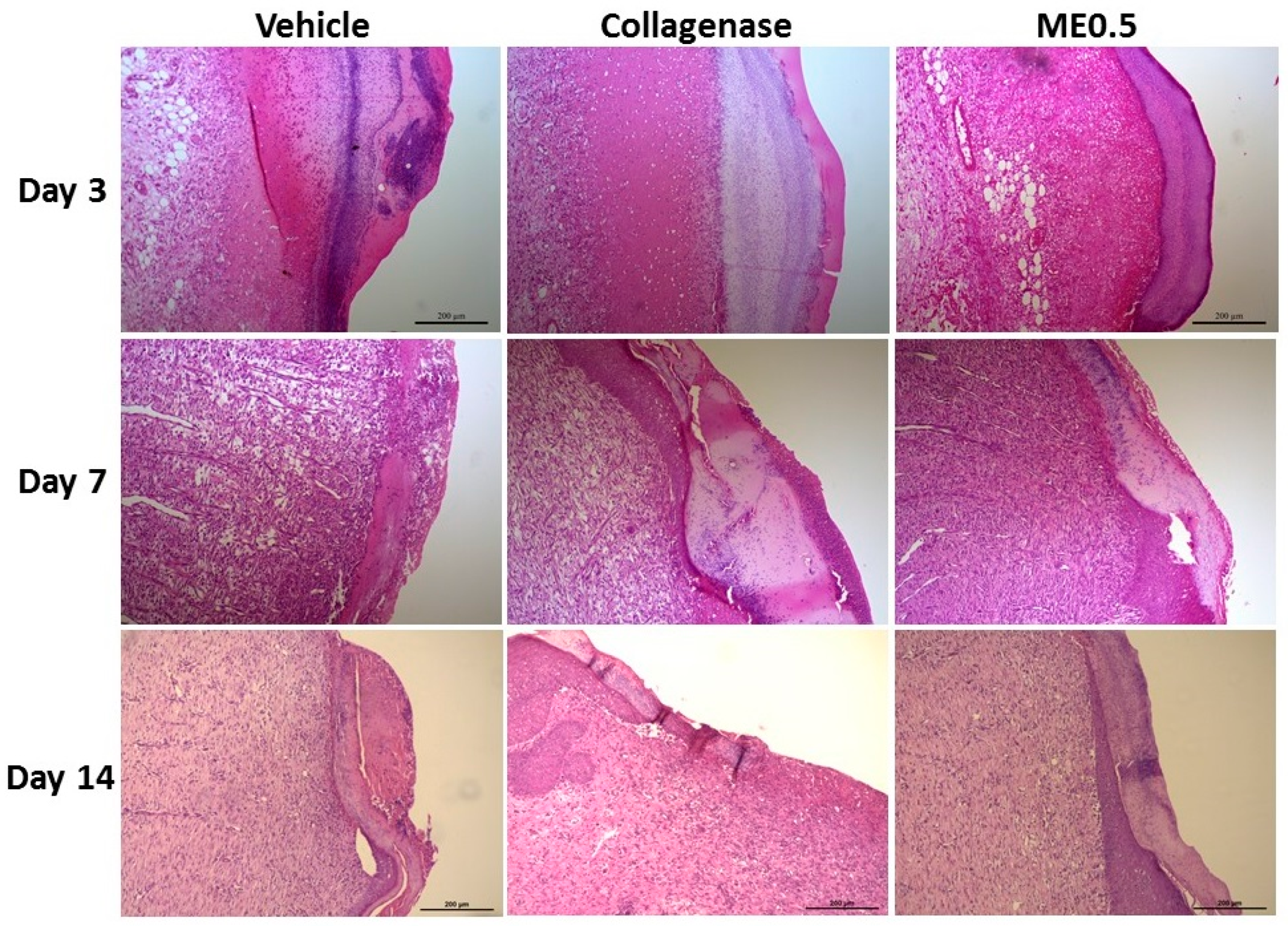 Pharmaceutics 13 01902 g003