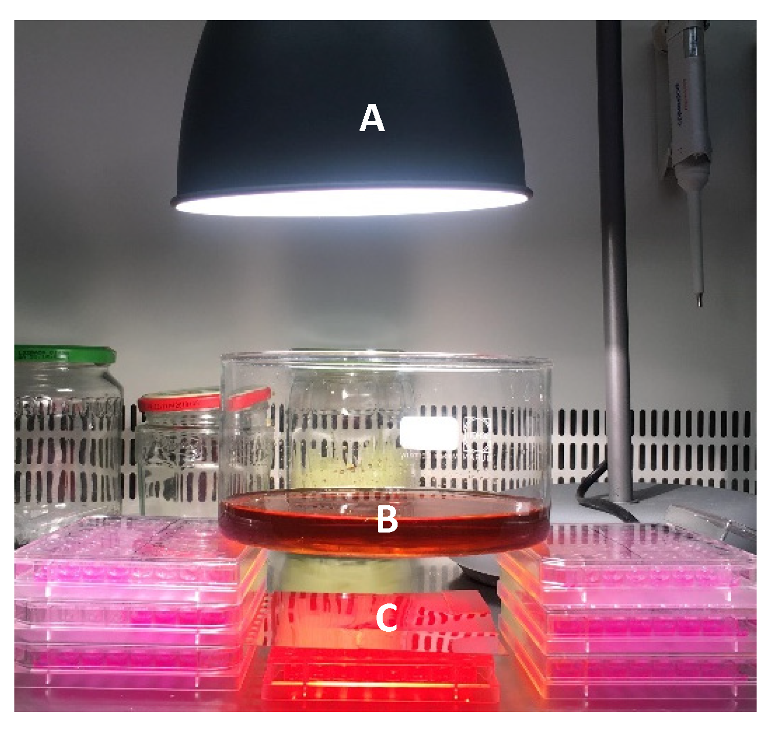 Pharmaceutics 13 01905 g002