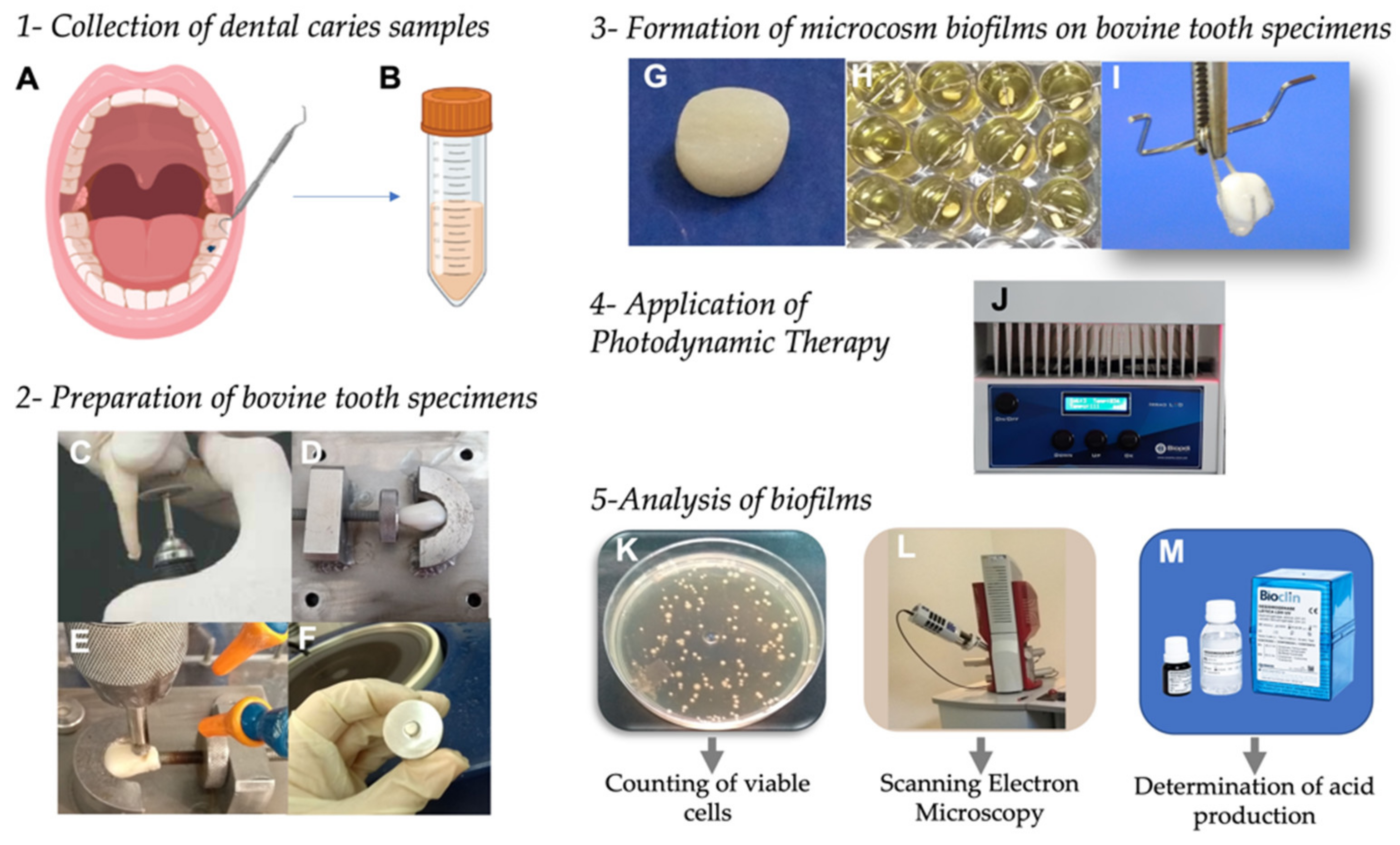 Pharmaceutics 13 01907 g002