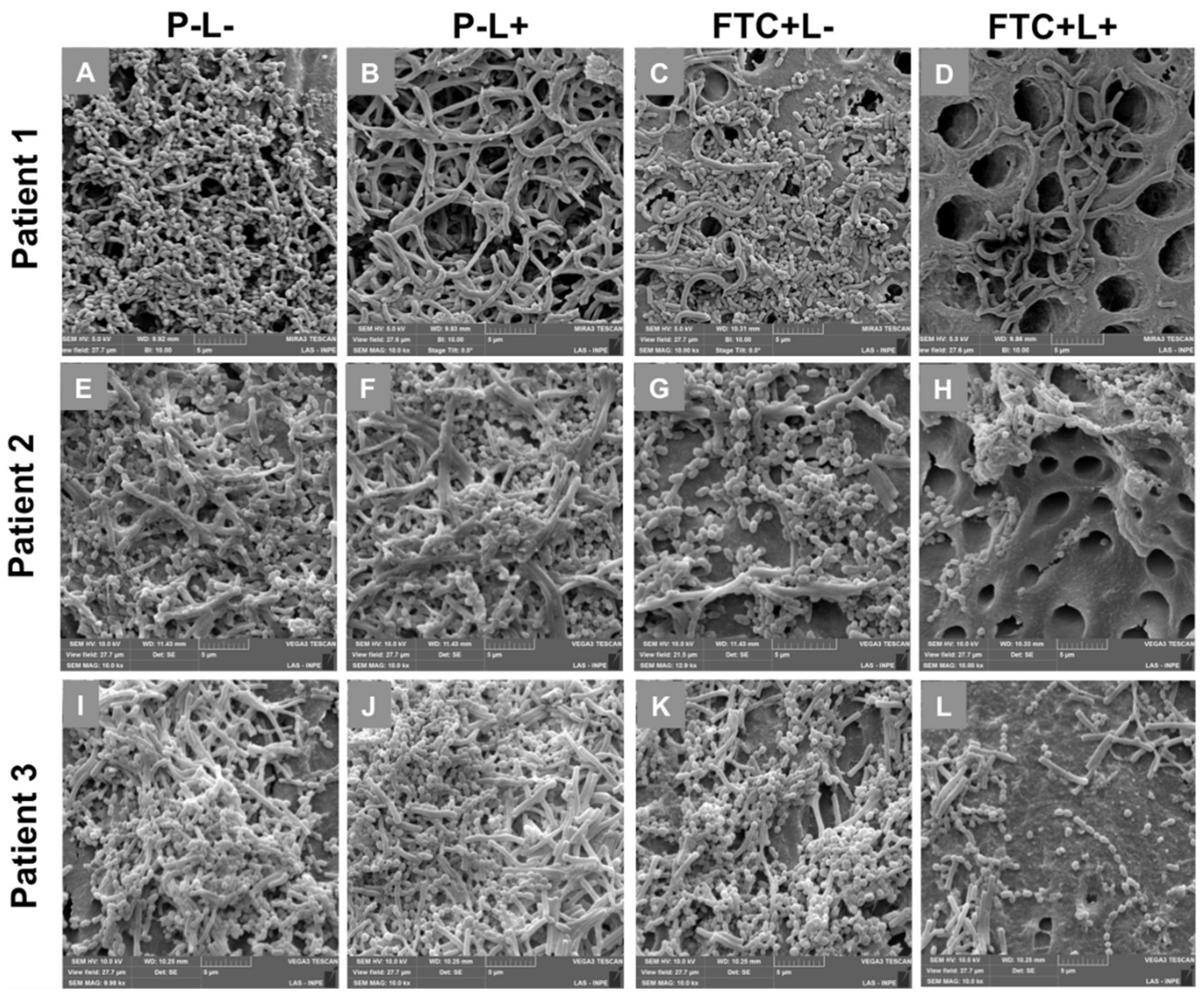Pharmaceutics 13 01907 g006