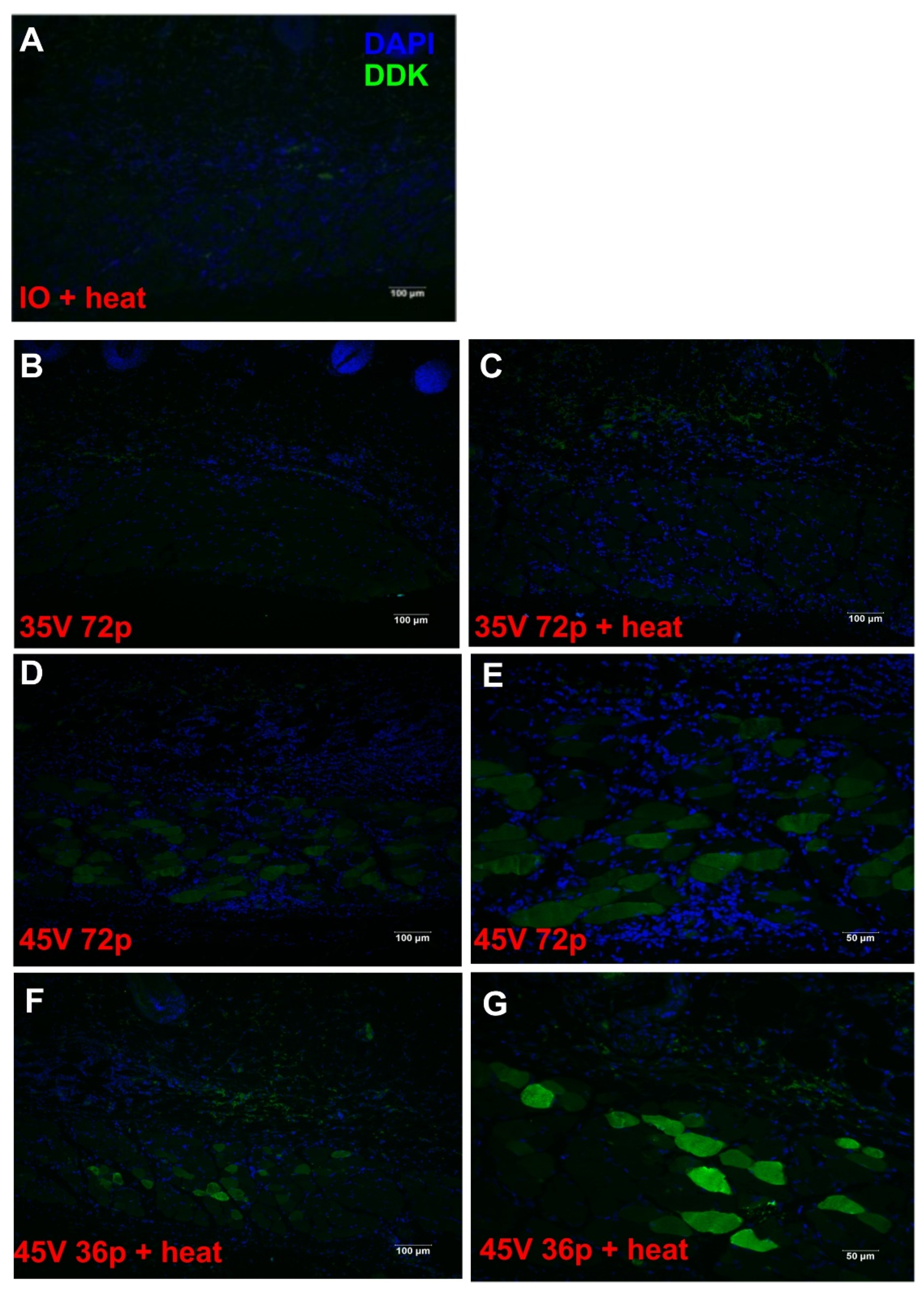 Pharmaceutics 13 01908 g005