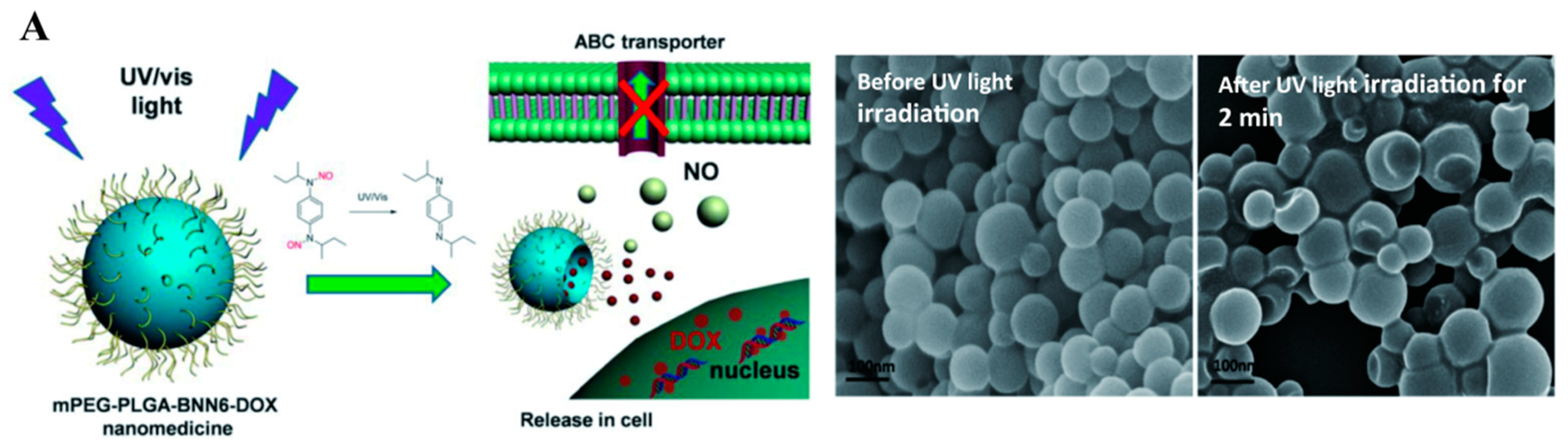 Pharmaceutics 13 01917 g001a