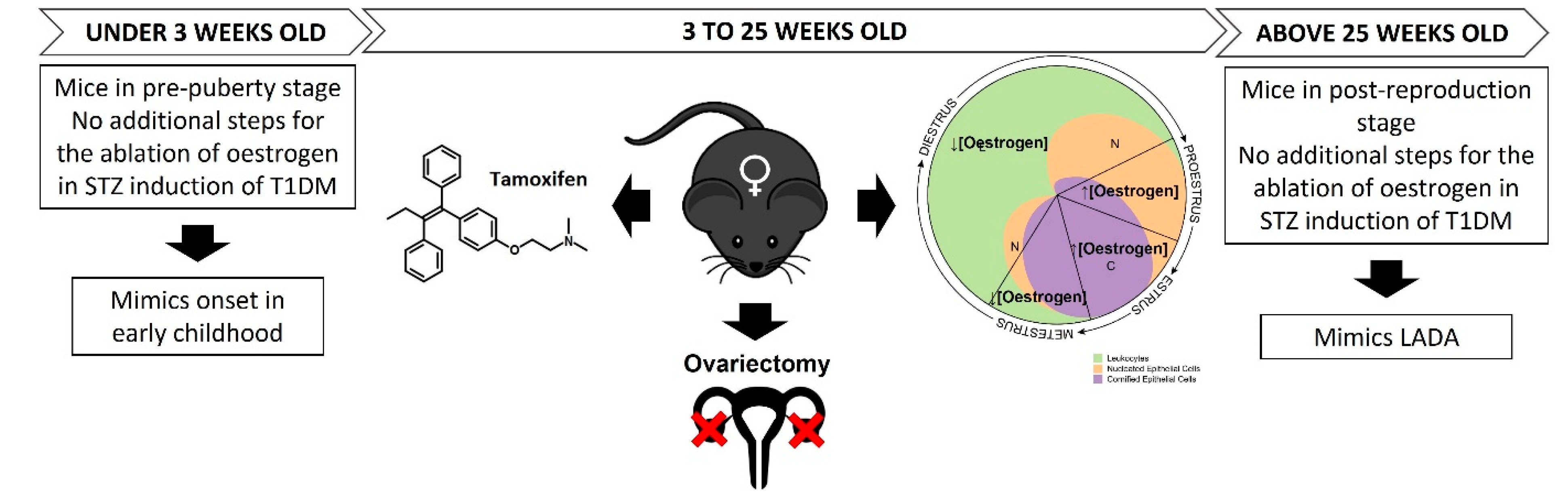 Pharmaceutics 13 01925 g002