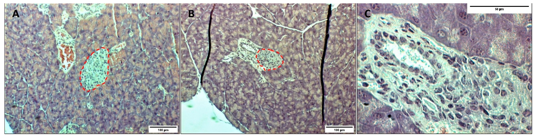 Pharmaceutics 13 01925 g004