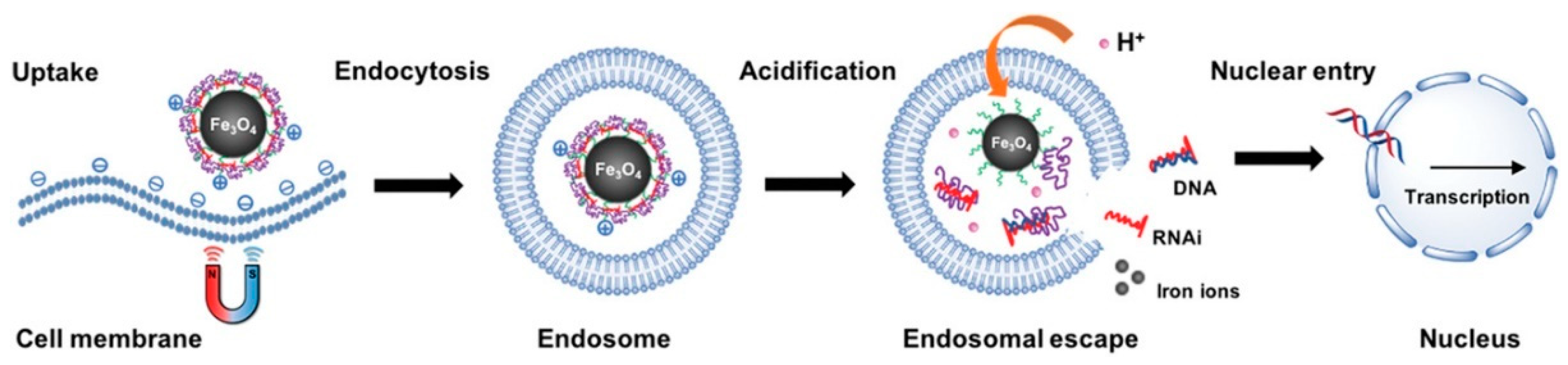 Pharmaceutics 13 01927 g001