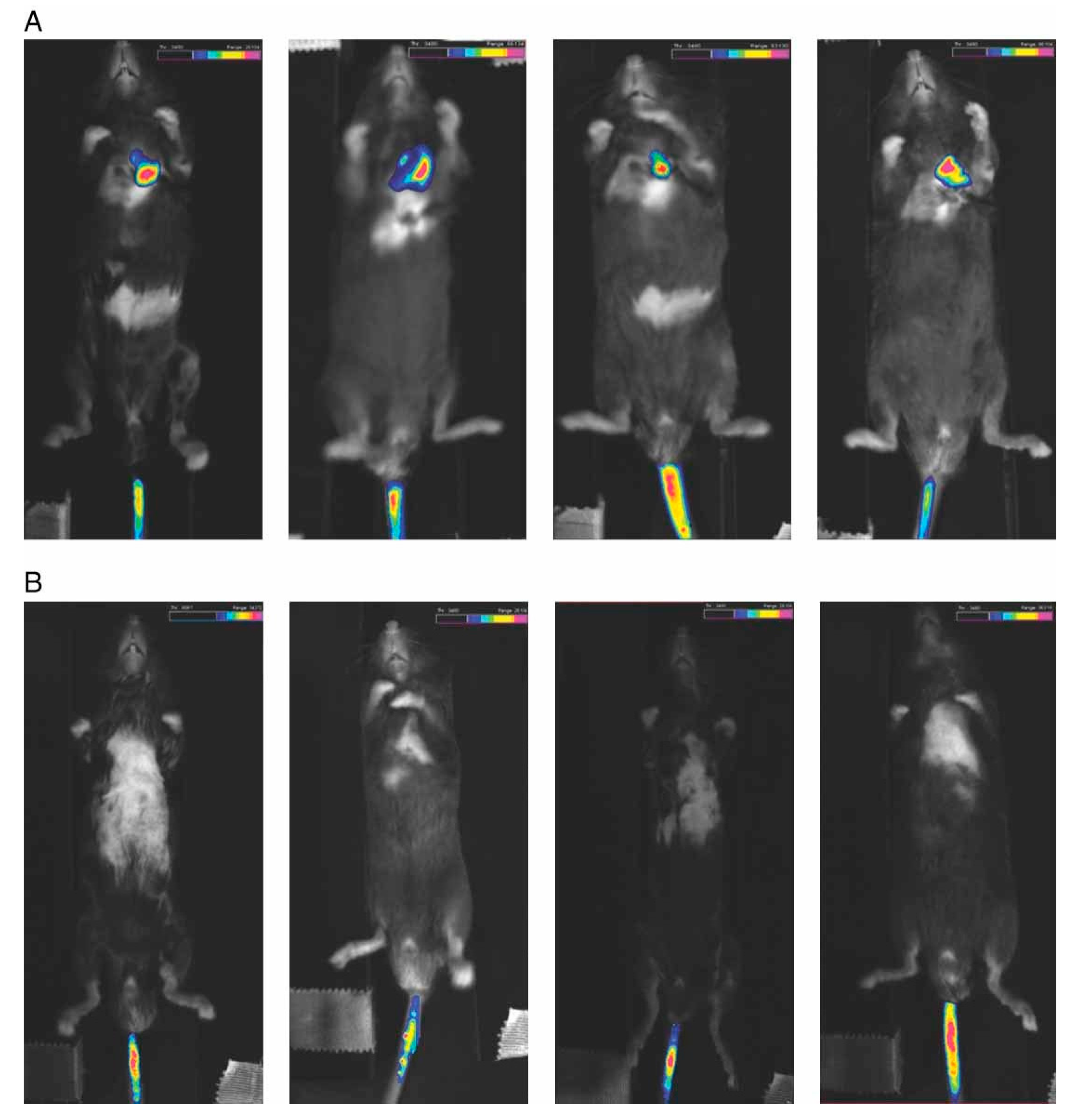 Pharmaceutics 13 01927 g003