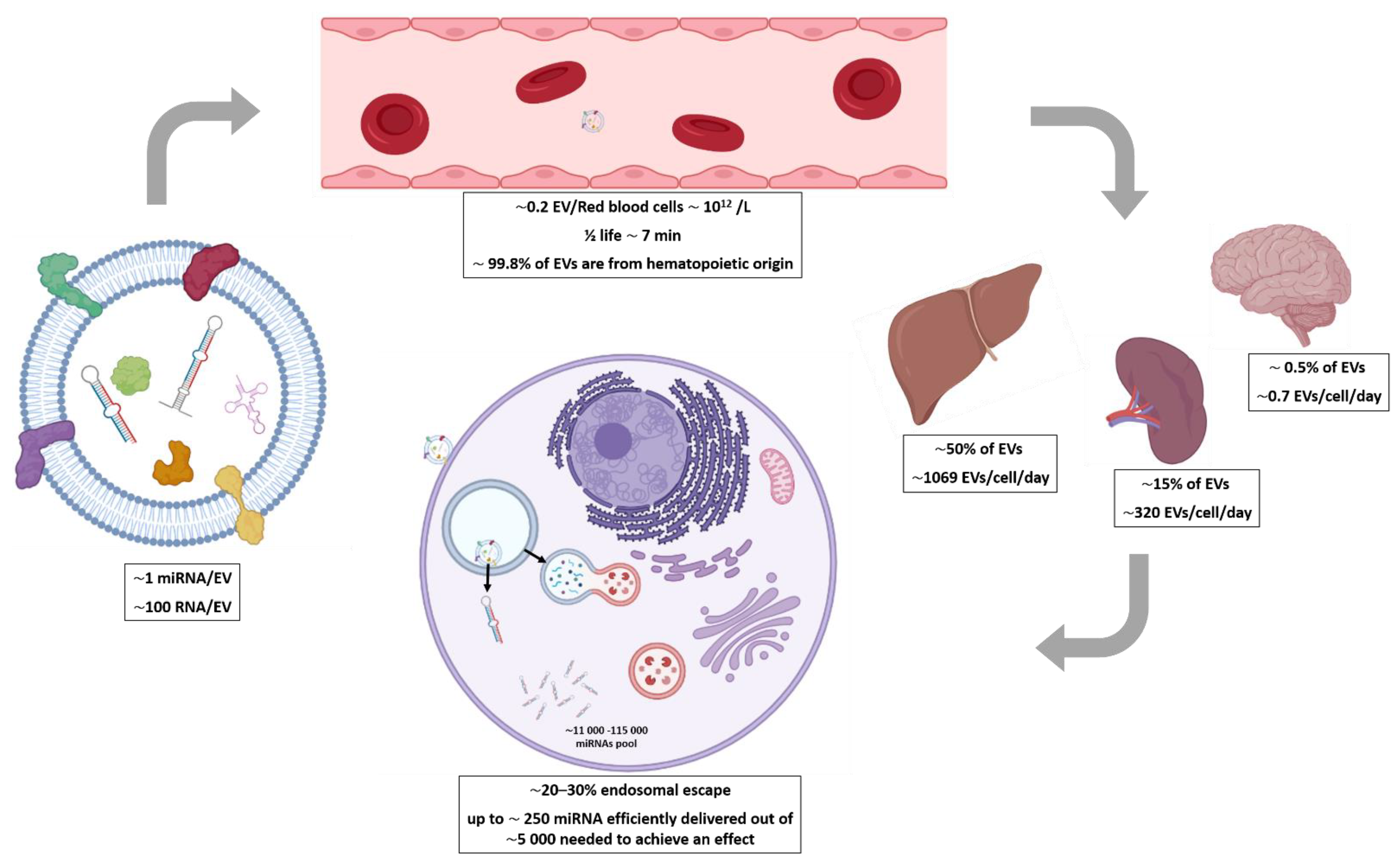 Pharmaceutics 13 01931 g001