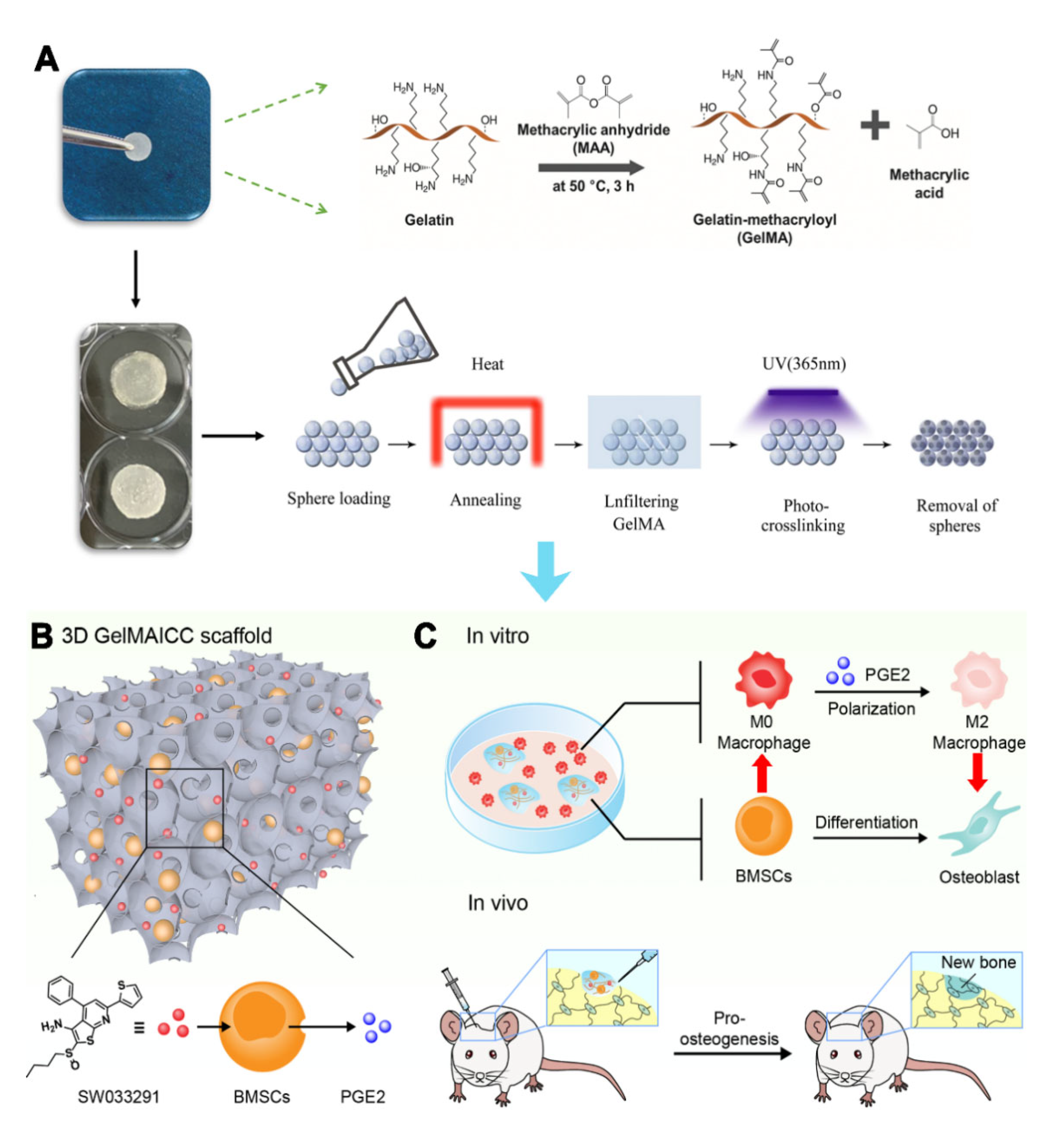 Pharmaceutics 13 01934 g001