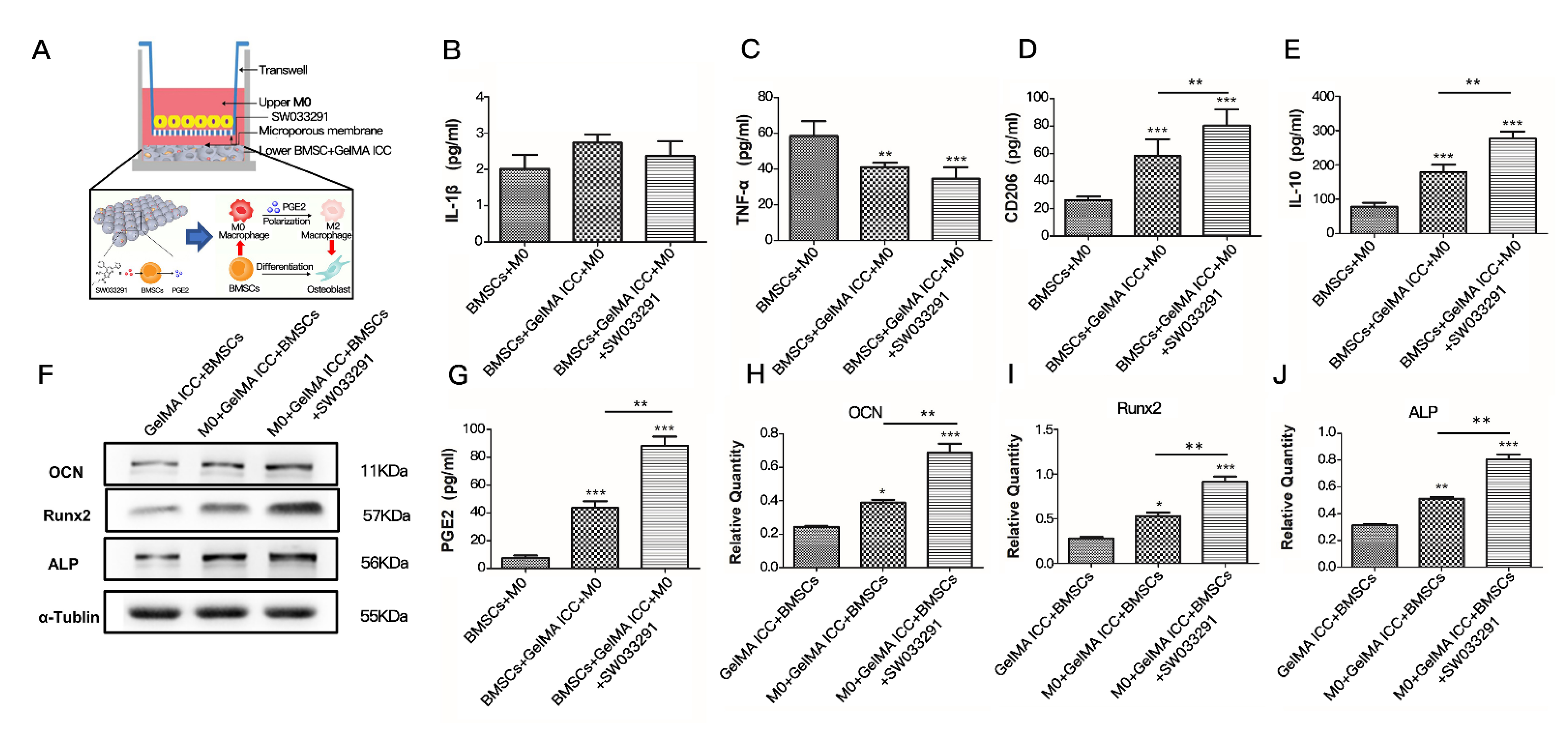 Pharmaceutics 13 01934 g005