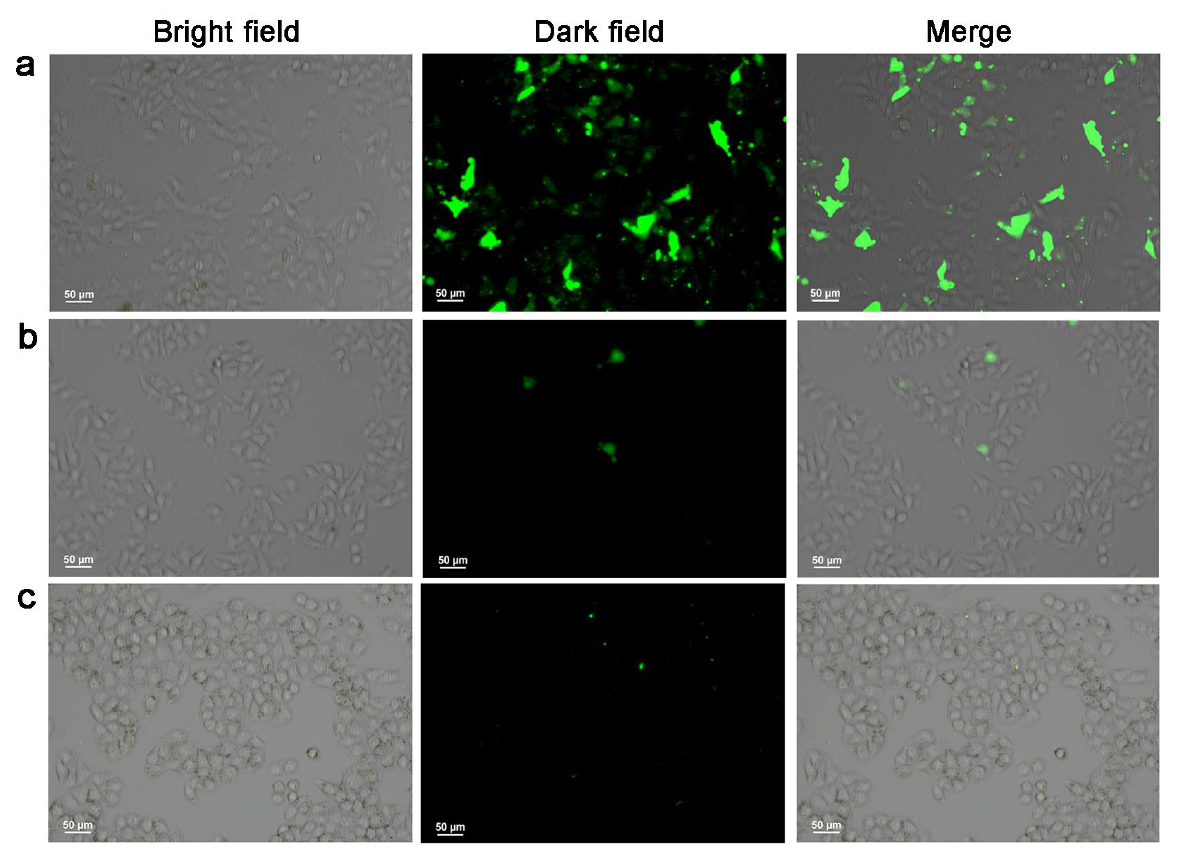 Pharmaceutics 13 01945 g005